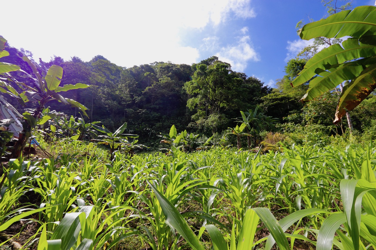 0 bed Land For Sale in Dominical, Puntarenas - thumb 6