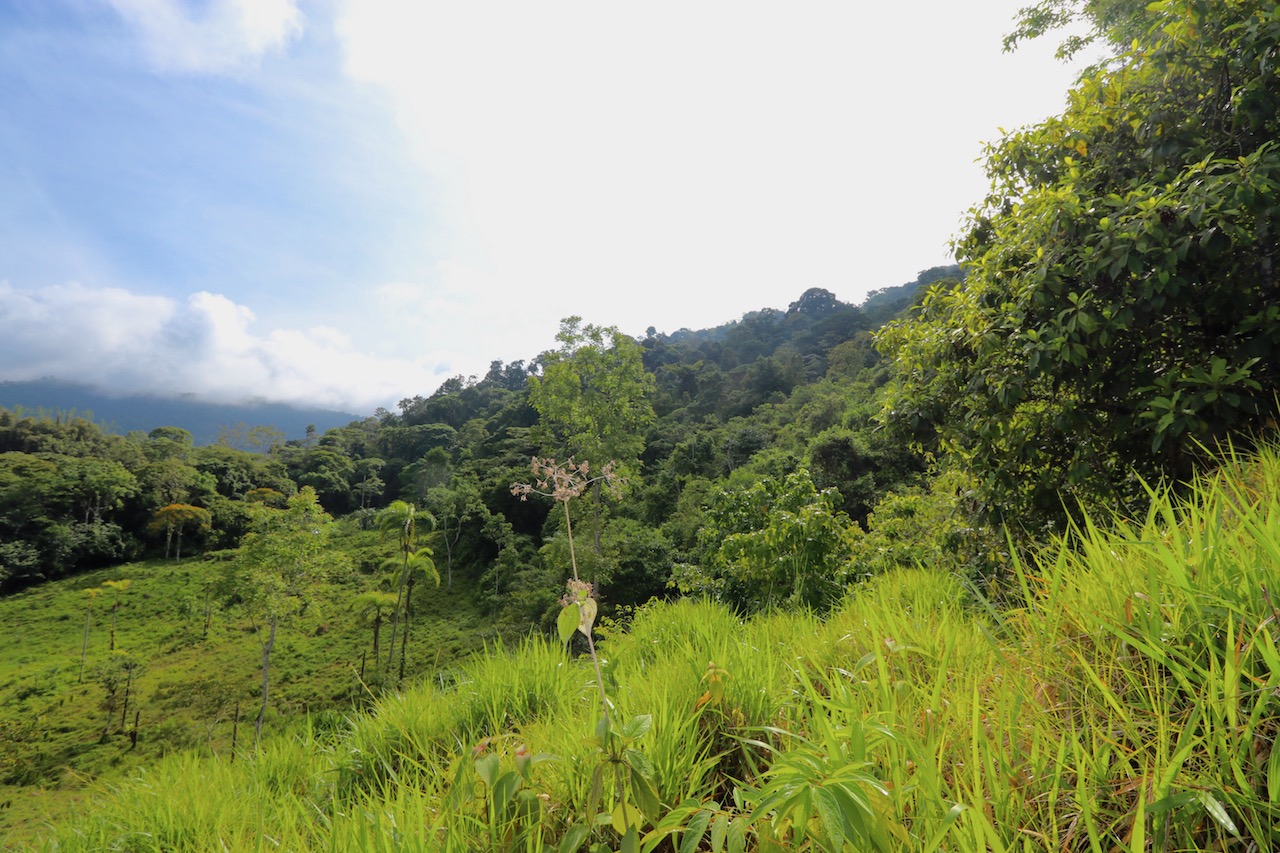 0 bed Land For Sale in Dominical, Puntarenas - thumb 15
