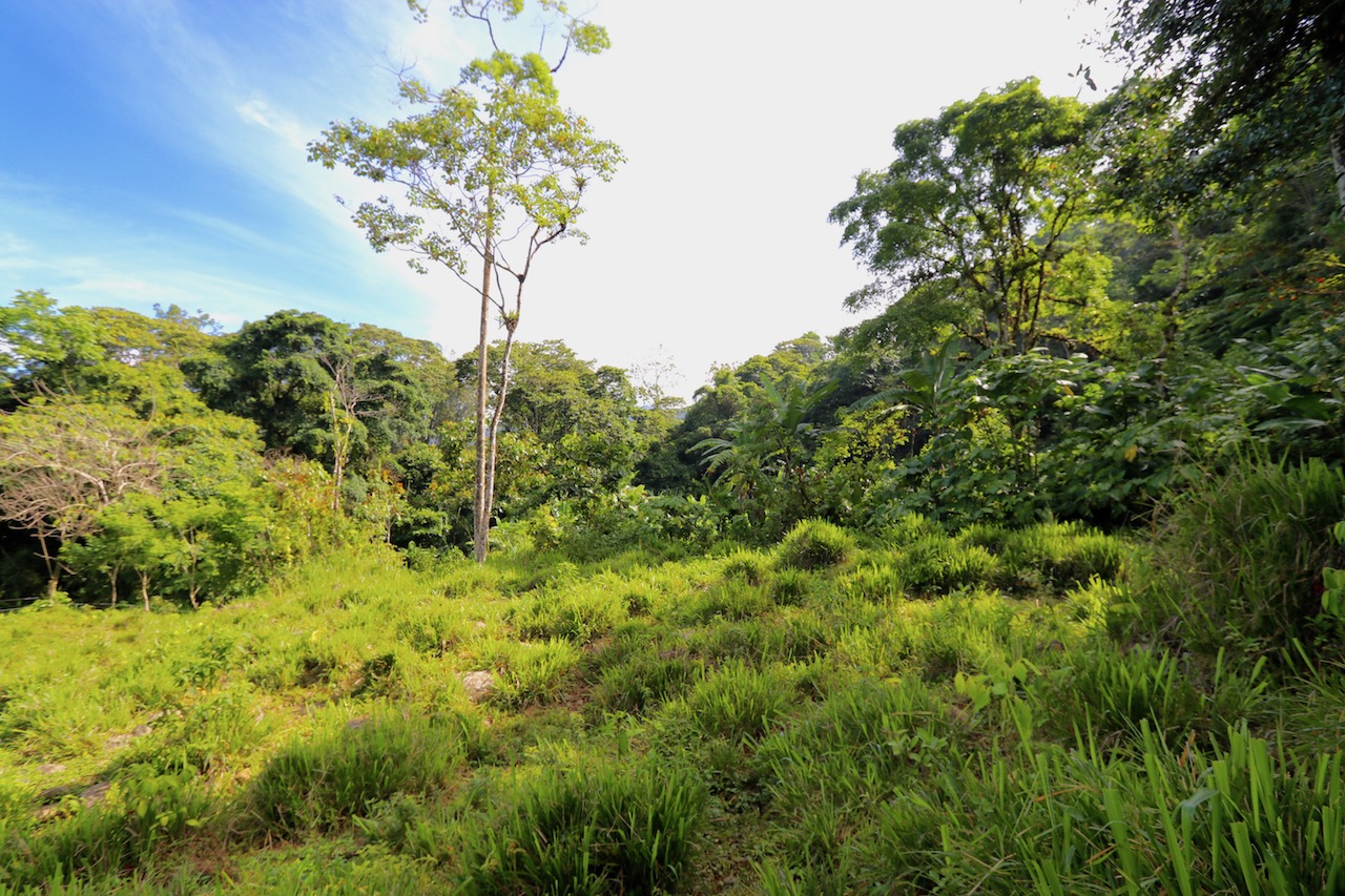 0 bed Land For Sale in Dominical, Puntarenas - thumb 8