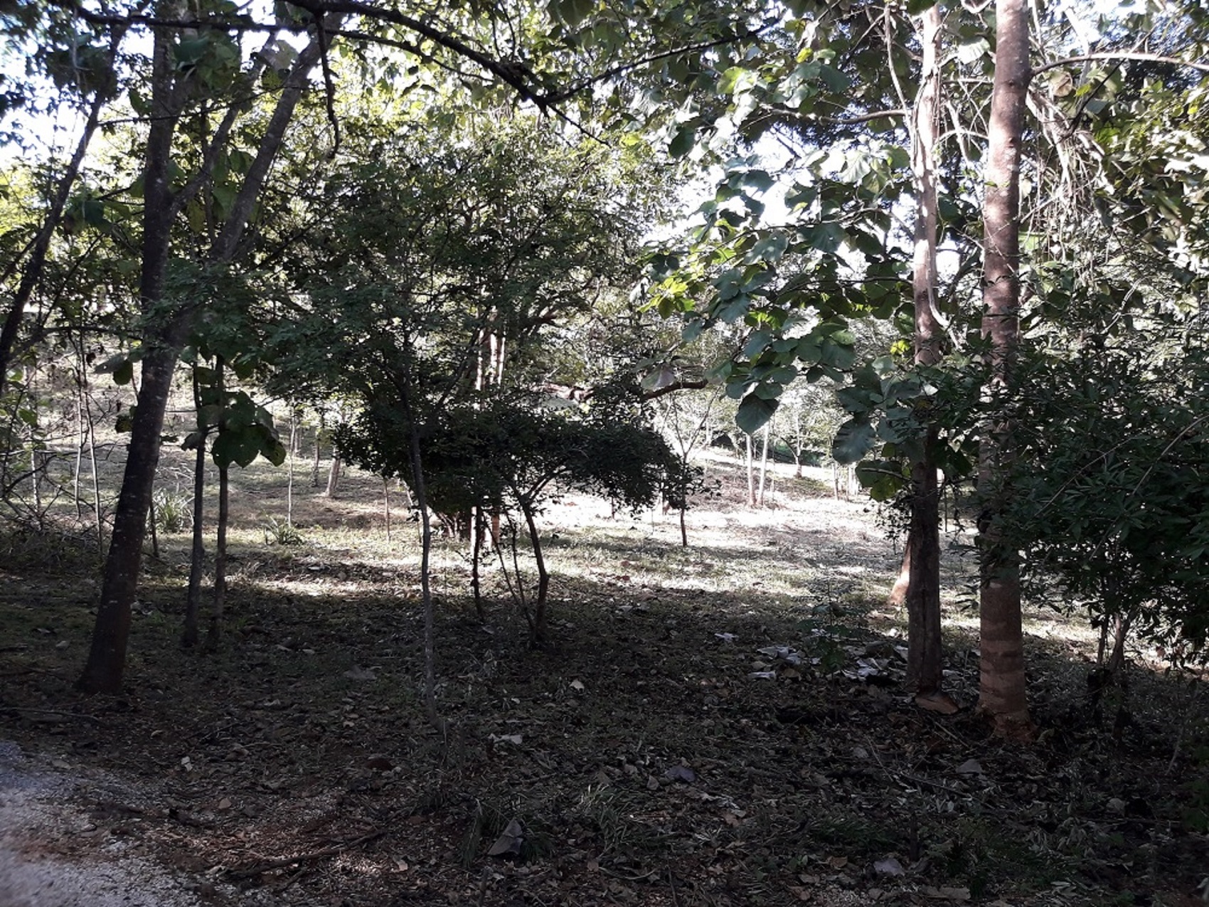 0 bed Land For Sale in Tamarindo, Guanacaste - thumb 8