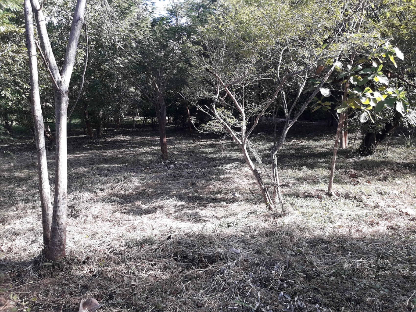 0 bed Land For Sale in Tamarindo, Guanacaste - thumb 4