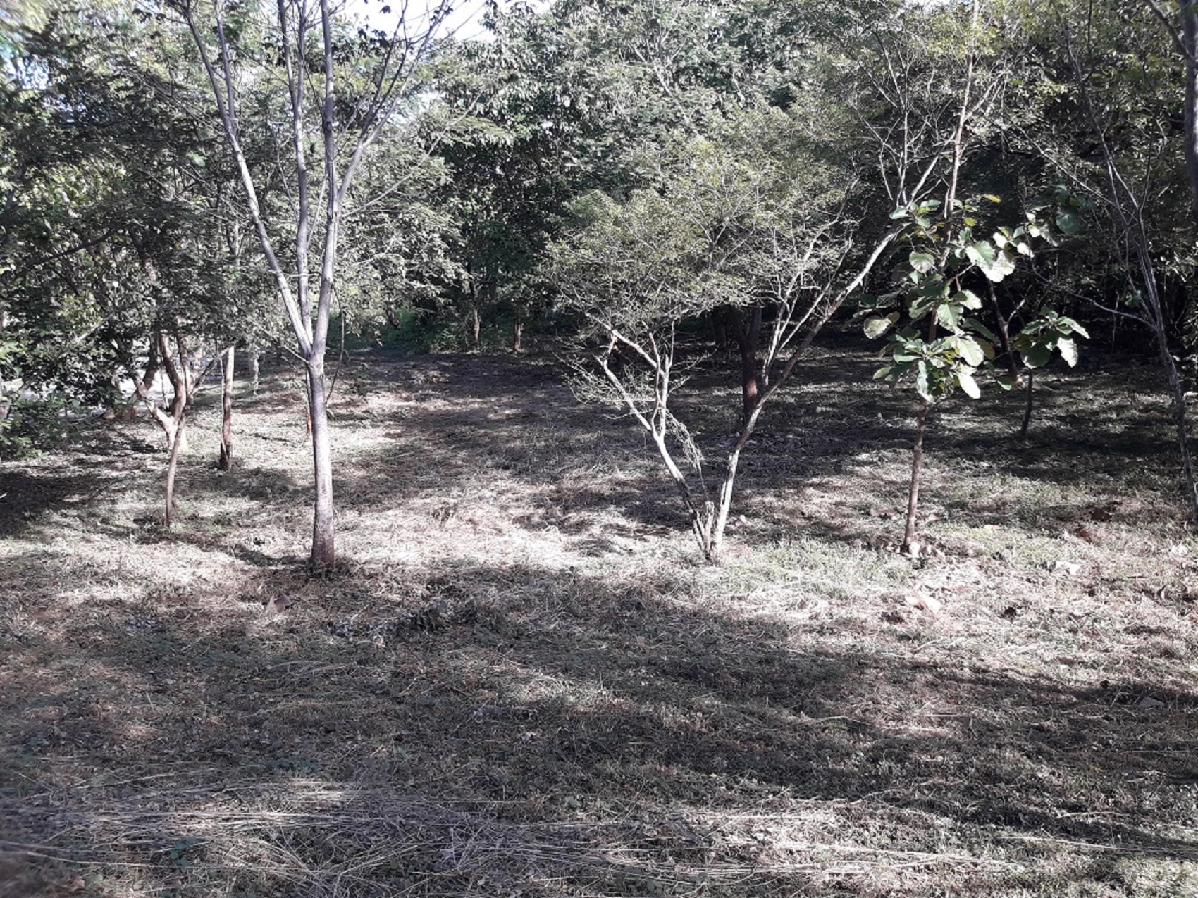 0 bed Land For Sale in Tamarindo, Guanacaste - thumb 2