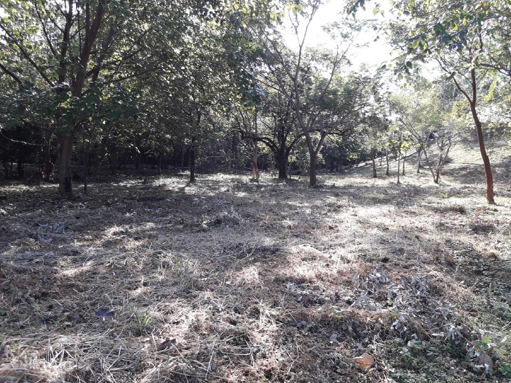 0 bed Land For Sale in Tamarindo, Guanacaste - thumb 1