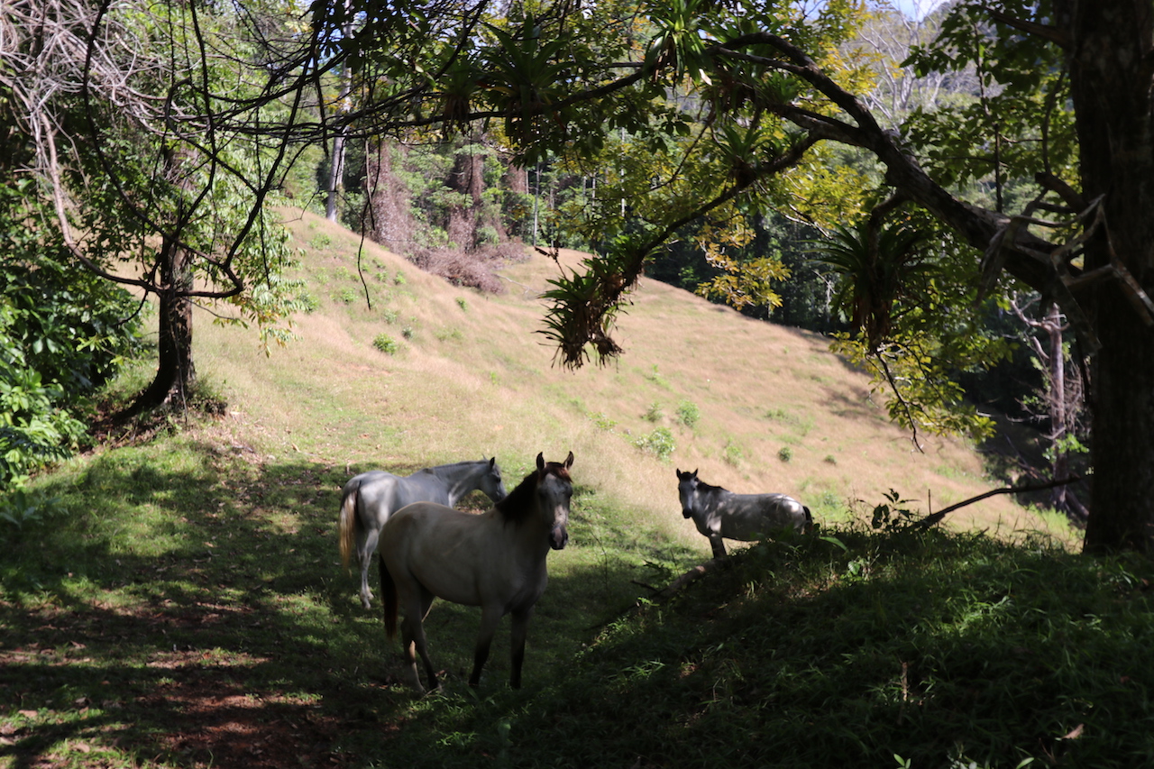 0 bed Land For Sale in Dominical, Puntarenas - thumb 18