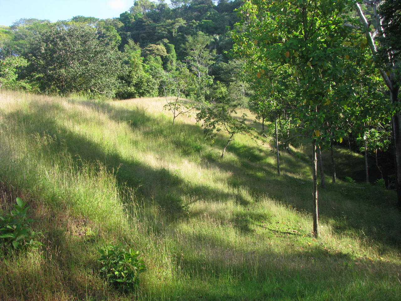 0 bed Land For Sale in Dominical, Puntarenas - thumb 17
