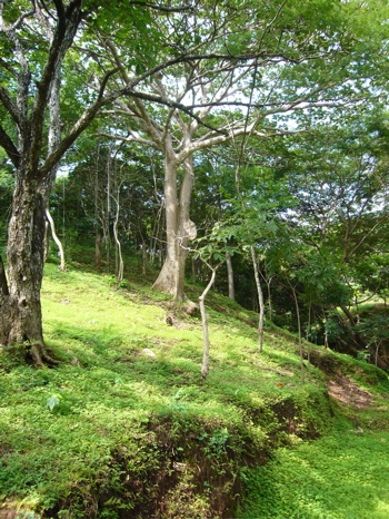 1 bed Single Family Homes For Sale in Playa Negra, Guanacaste - thumb 13