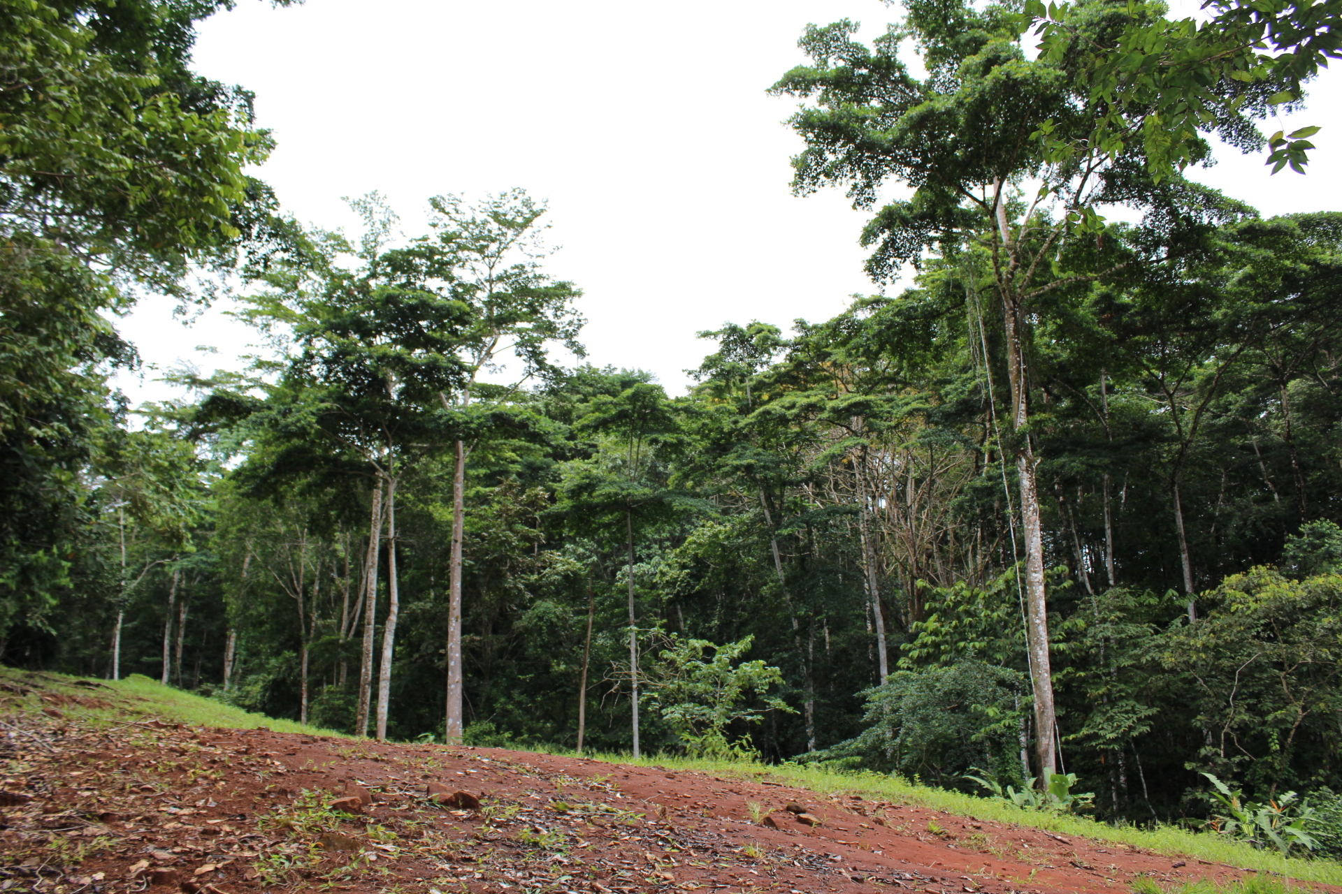 0 bed Land For Sale in Dominical, Puntarenas - thumb 13