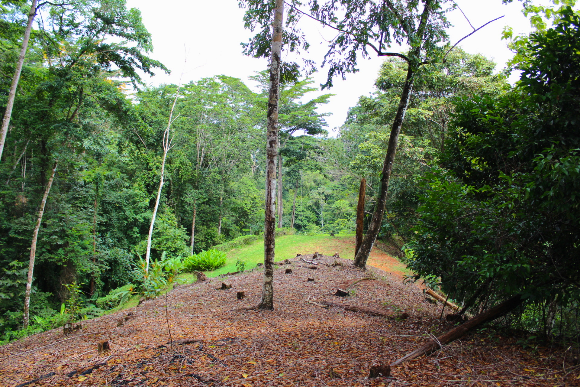 0 bed Land For Sale in Dominical, Puntarenas - thumb 4