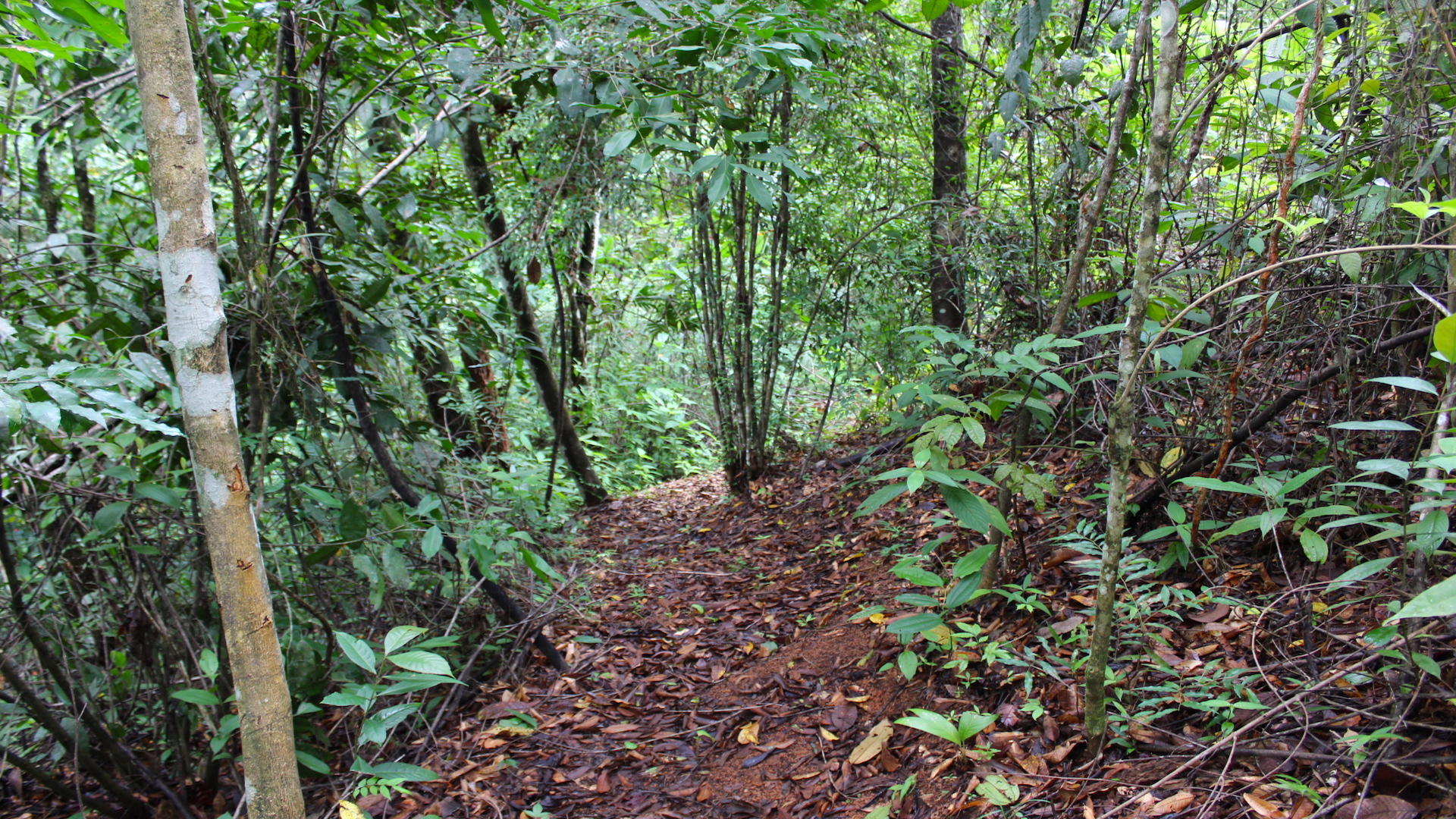 0 bed Land For Sale in Dominical, Puntarenas - thumb 19