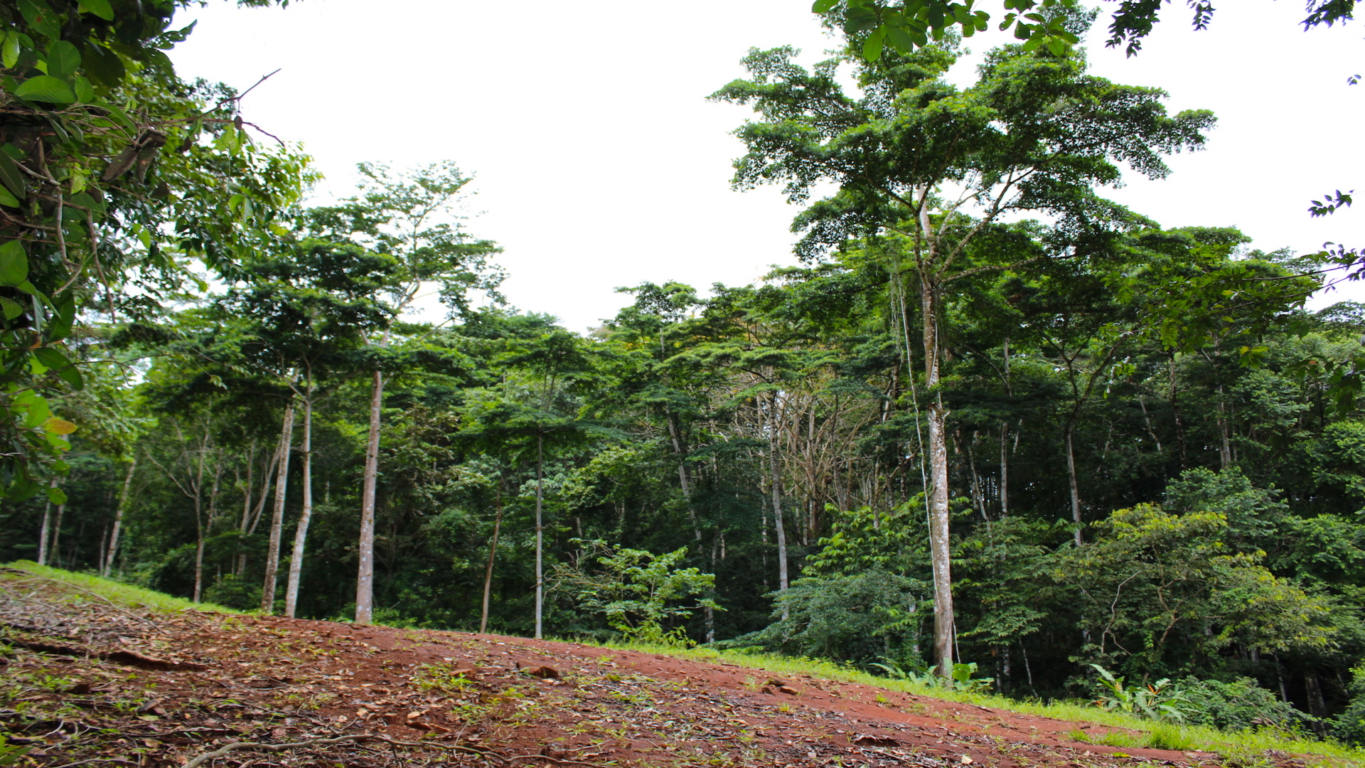 0 bed Land For Sale in Dominical, Puntarenas - thumb 11