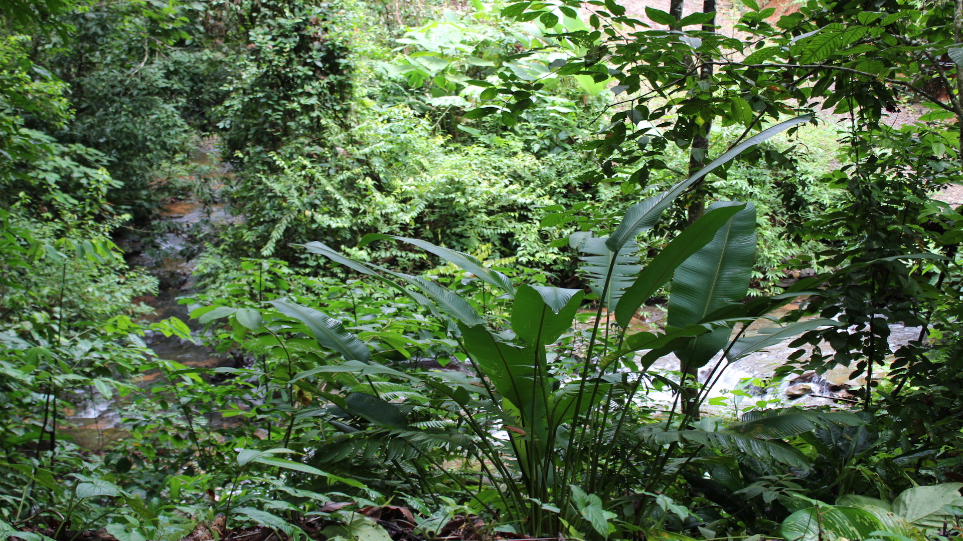 0 bed Land For Sale in Dominical, Puntarenas - thumb 3