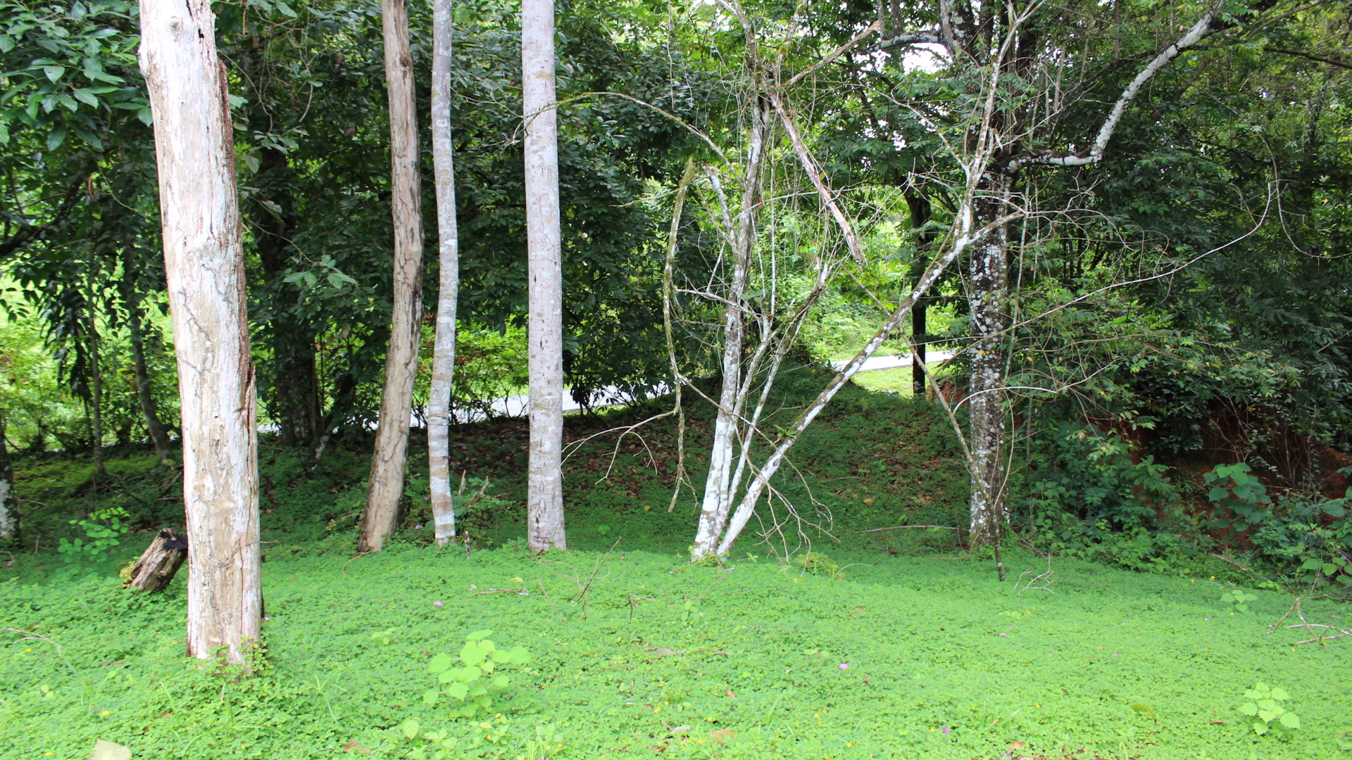 0 bed Land For Sale in Dominical, Puntarenas - thumb 18