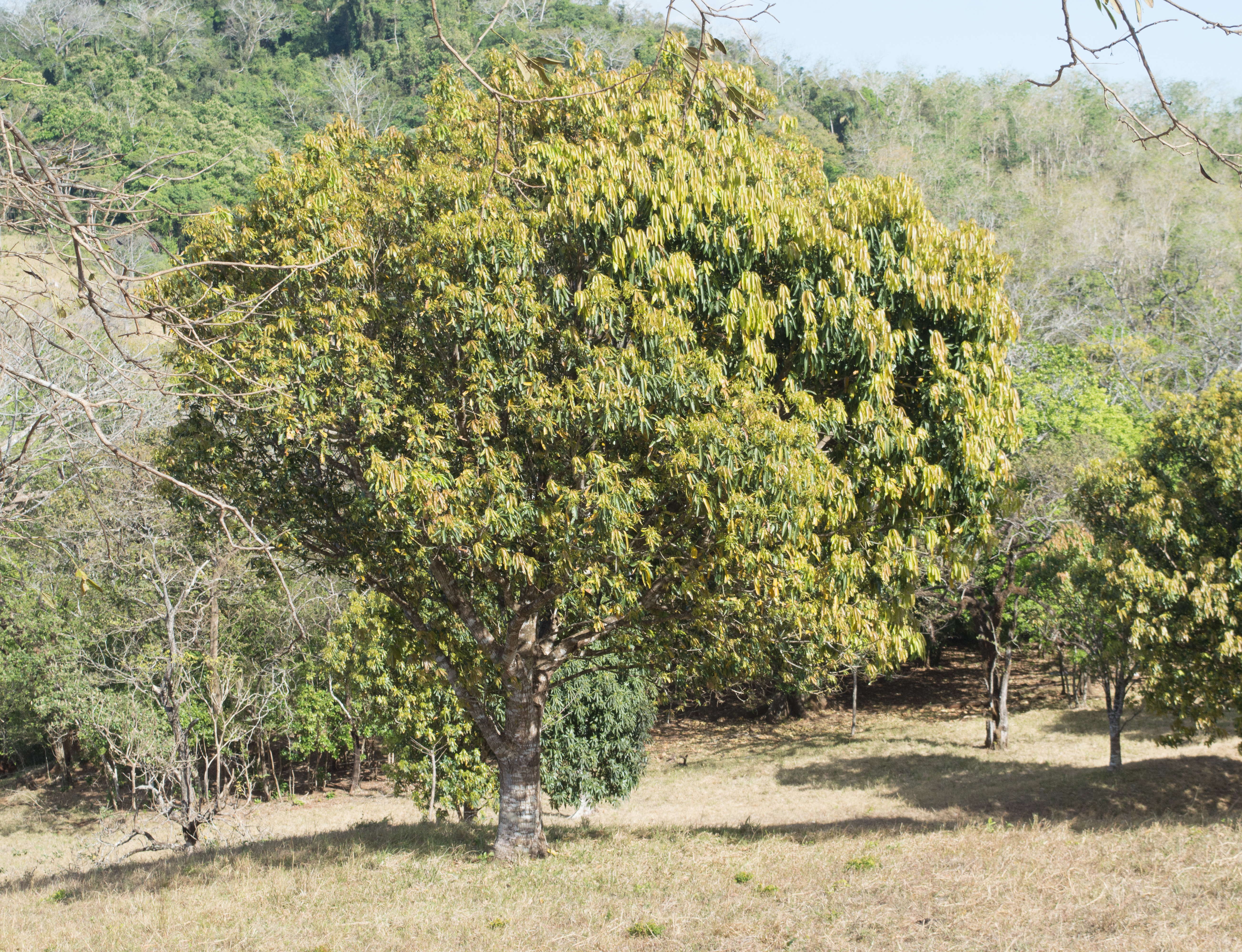 1 bed Land For Sale in Samara, Guanacaste - thumb 5