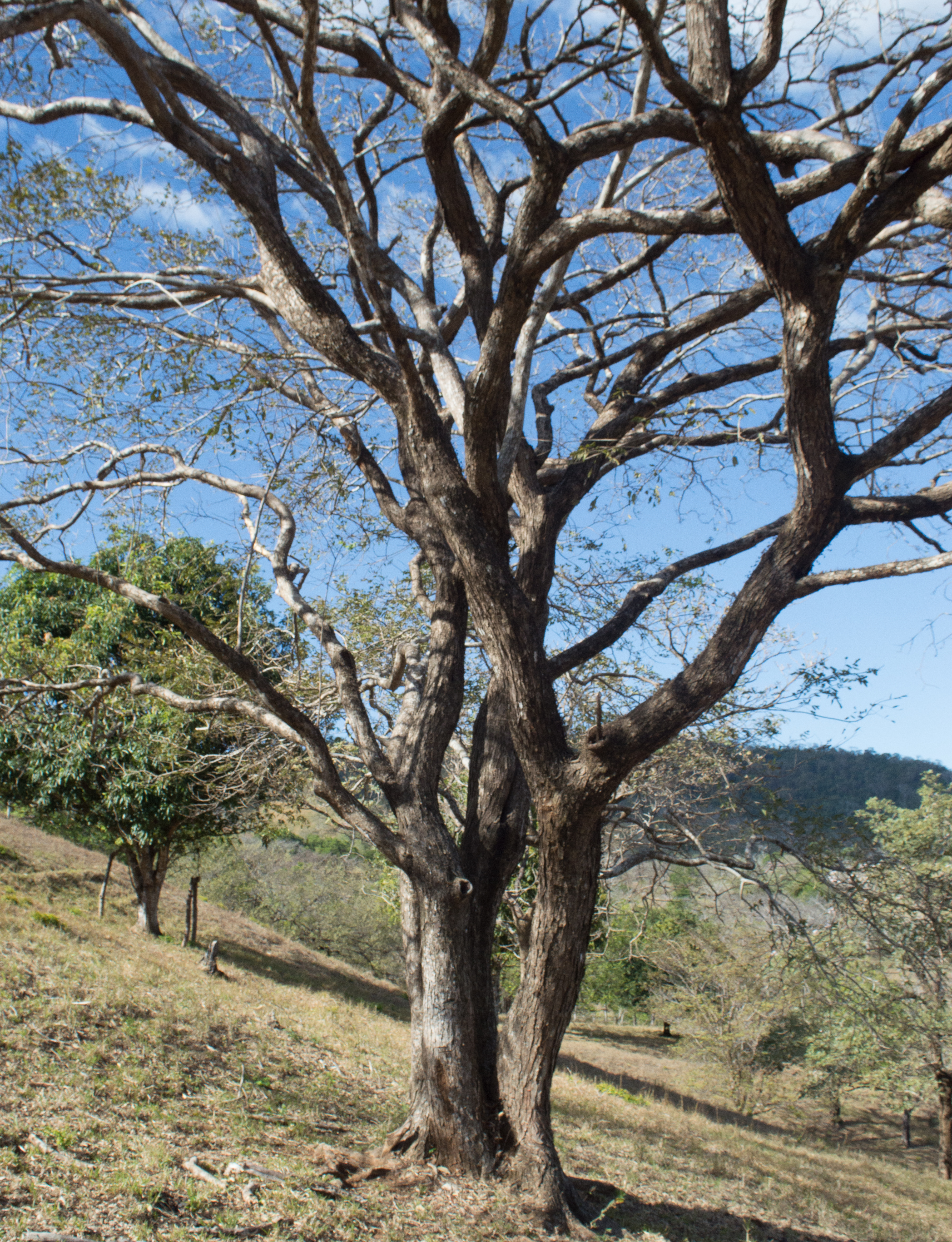 1 bed Land For Sale in Samara, Guanacaste - thumb 6