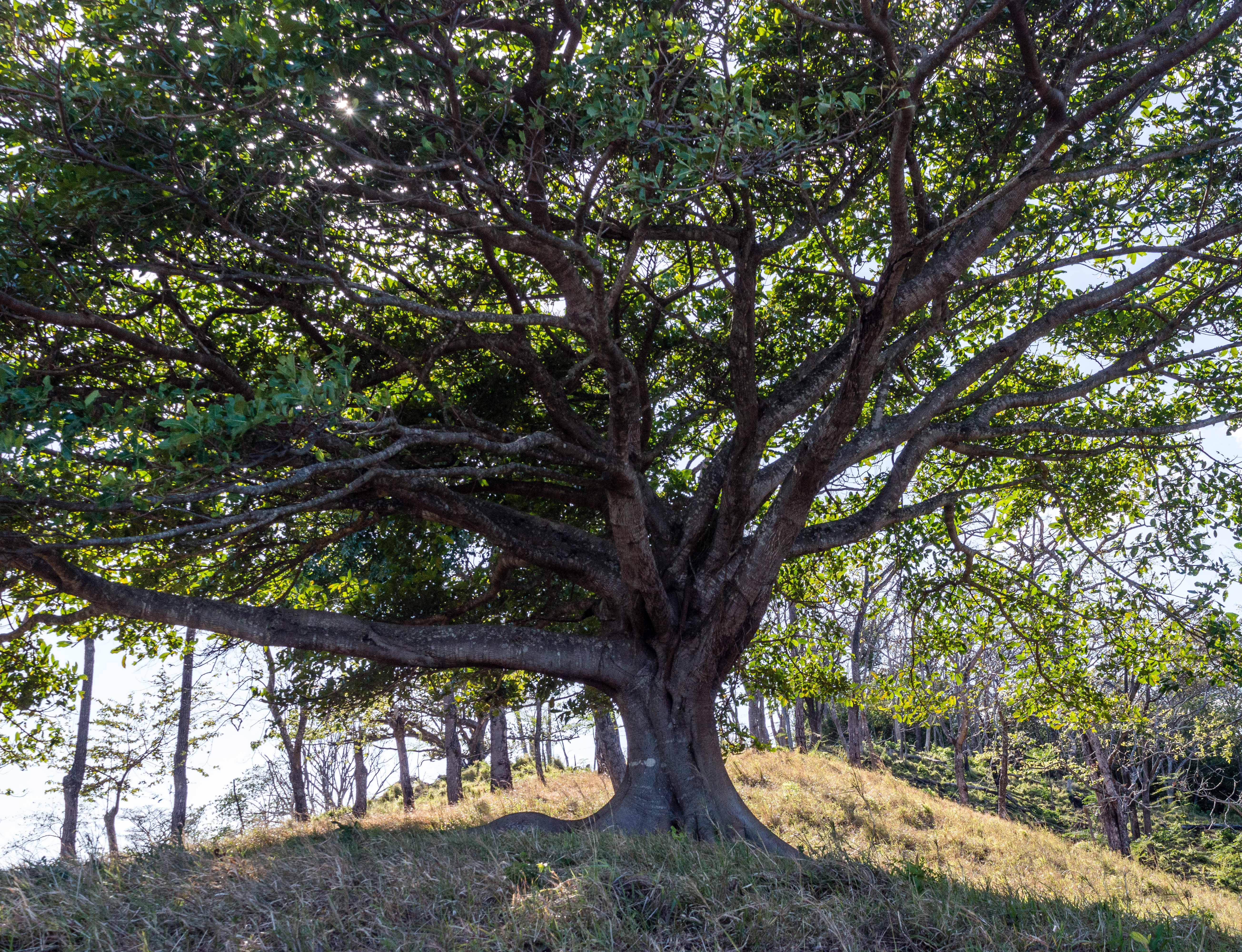 1 bed Land For Sale in Samara, Guanacaste - thumb 8