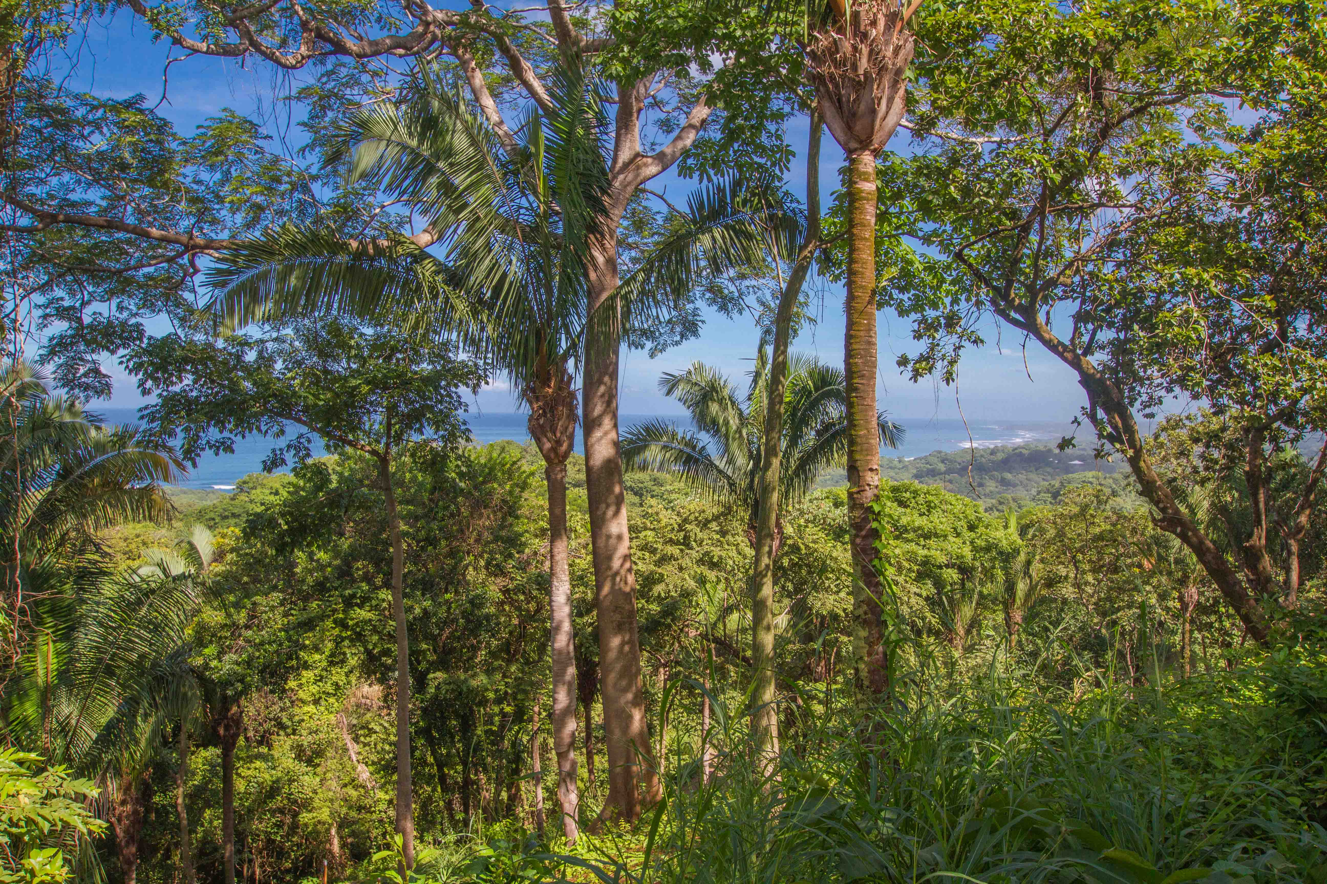 0 bed Land For Sale in Nosara, Guanacaste - thumb 7