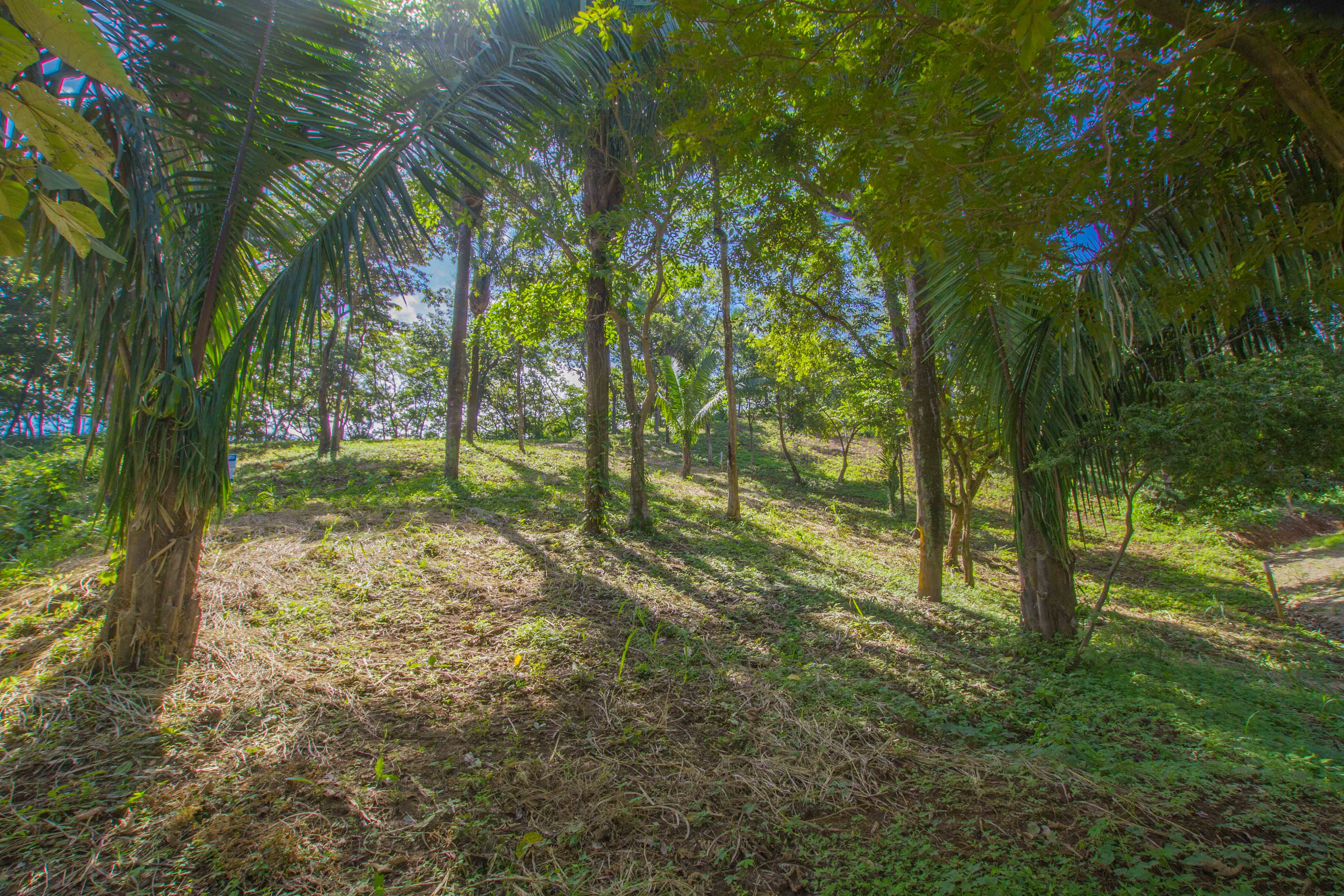 0 bed Land For Sale in Nosara, Guanacaste - thumb 5