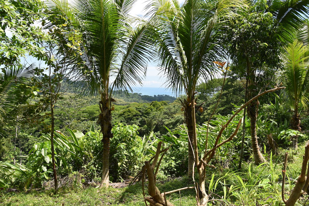 2 bed Single Family Homes For Sale in Dominical, Puntarenas - thumb 17