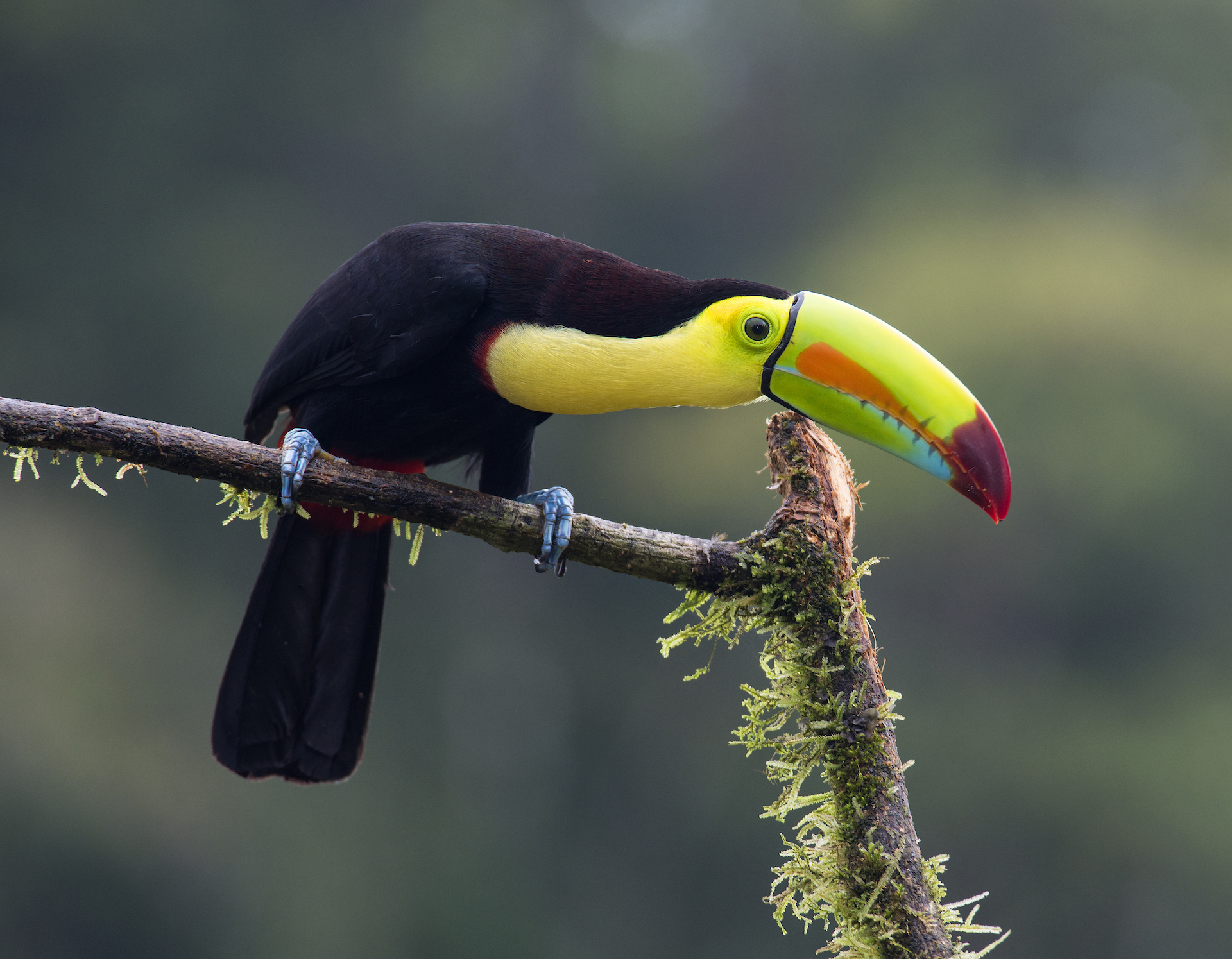 0 bed Communities For Sale in Uvita, Puntarenas - thumb 20