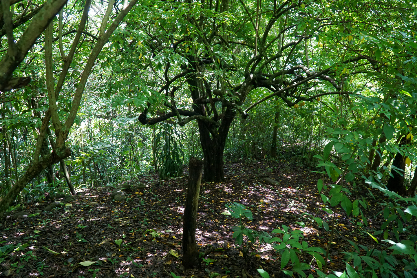 0 bed Land For Sale in Perez Zeledon, San Jose - thumb 13