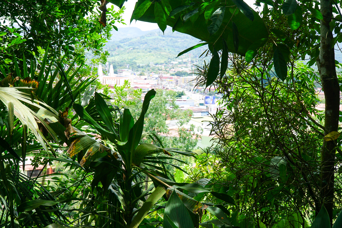 0 bed Land For Sale in Perez Zeledon, San Jose - thumb 19