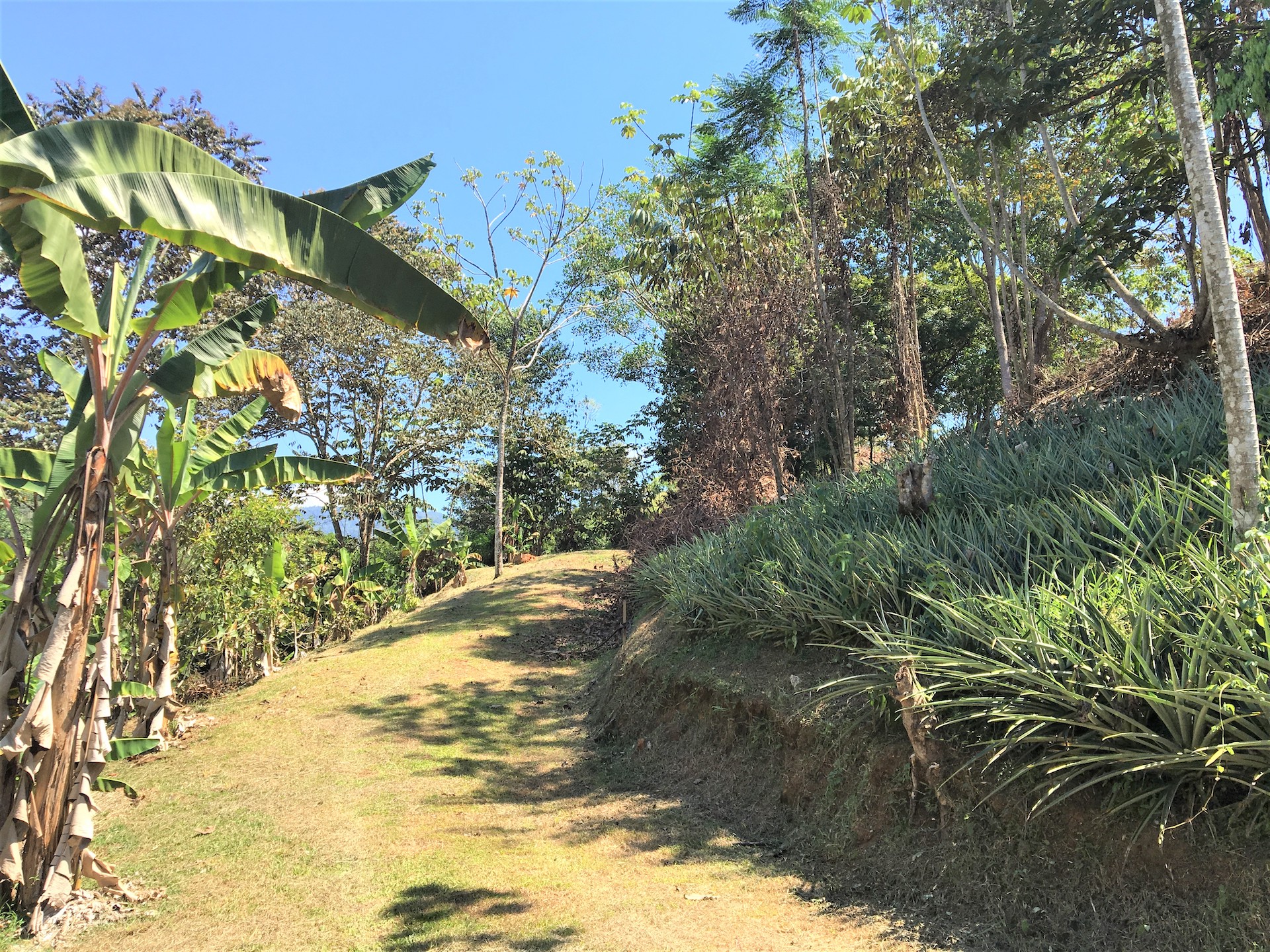 0 bed Land For Sale in Ojochal, Puntarenas - thumb 4