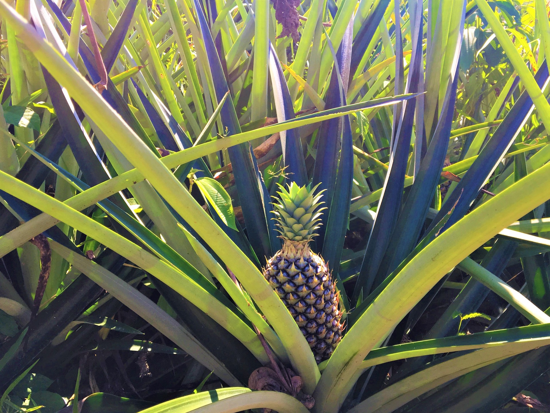0 bed Land For Sale in Ojochal, Puntarenas - thumb 5