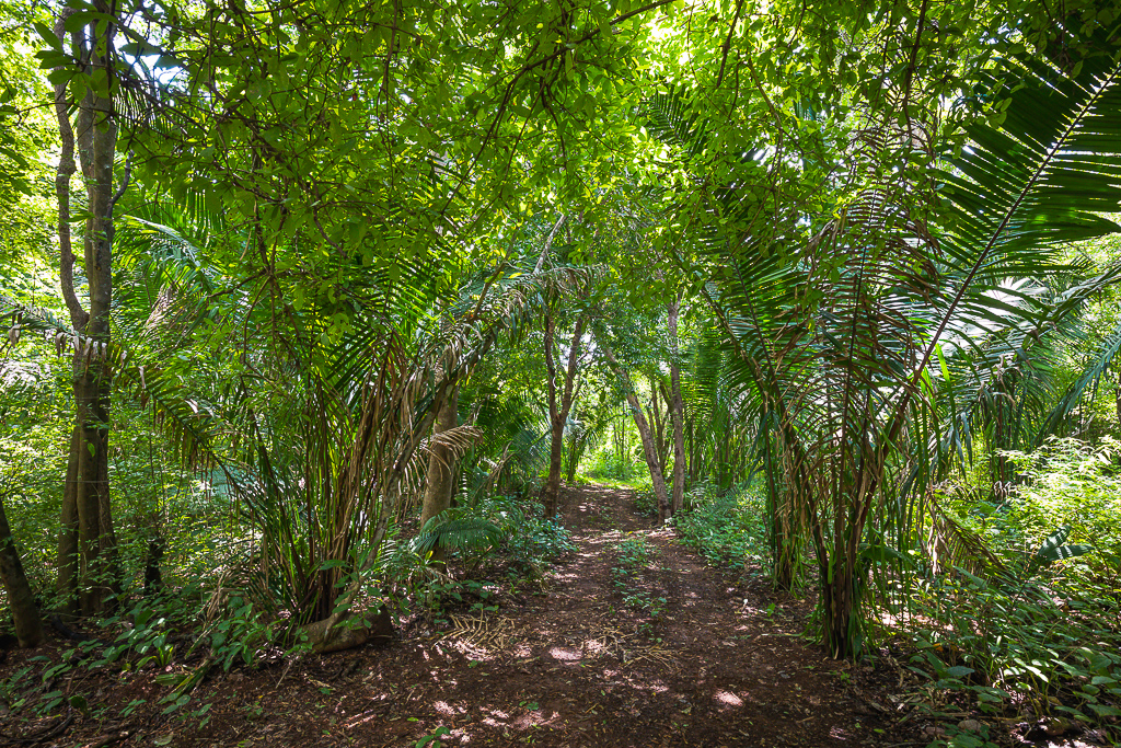 0 bed Land For Sale in Nosara, Guanacaste - thumb 11