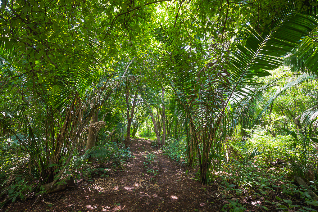 0 bed Land For Sale in Nosara, Guanacaste - thumb 13