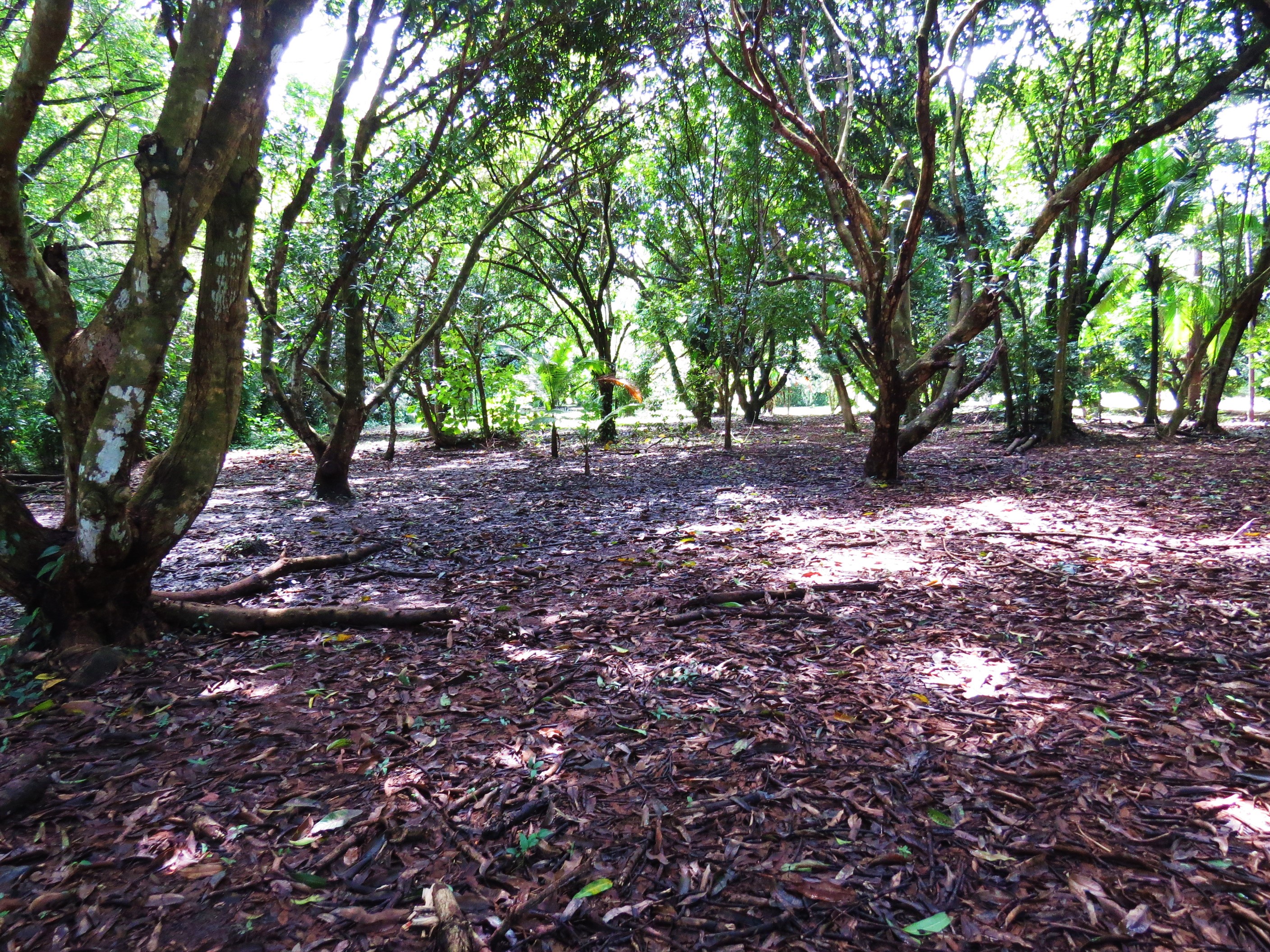 0 bed Land For Sale in Uvita, Puntarenas - thumb 5
