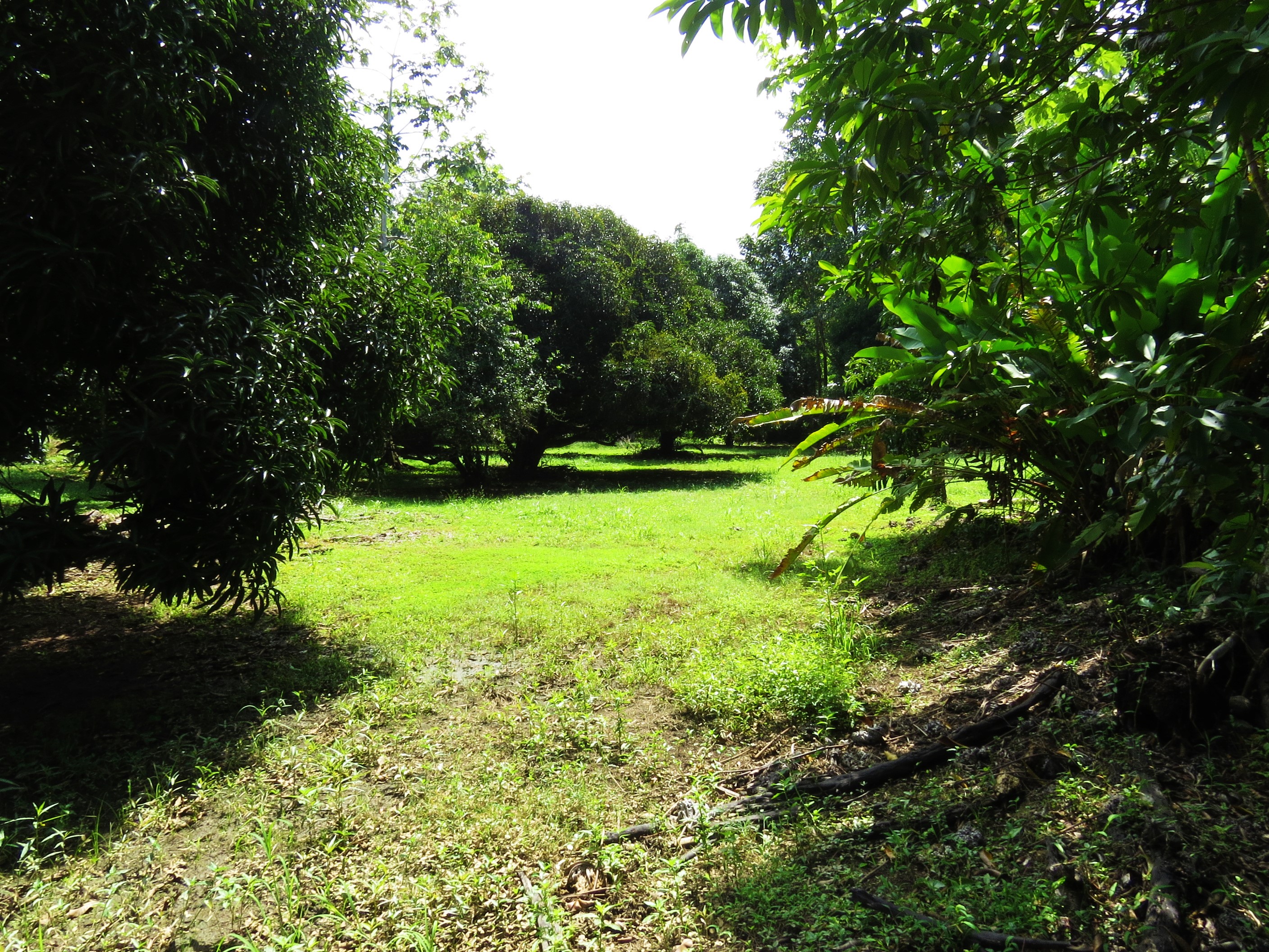 0 bed Land For Sale in Uvita, Puntarenas - thumb 7