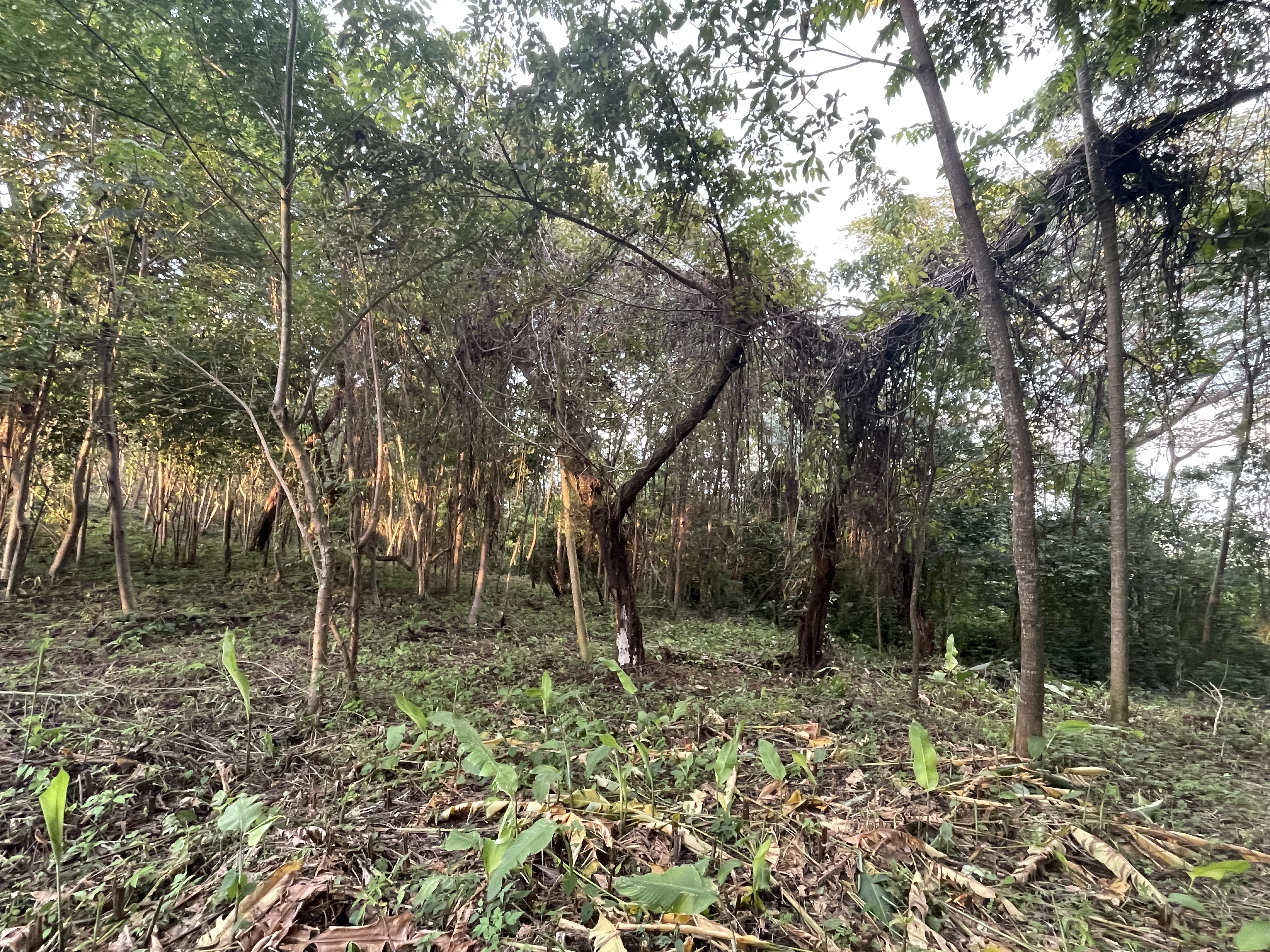 0 bed Land For Sale in Nosara, Guanacaste - thumb 6