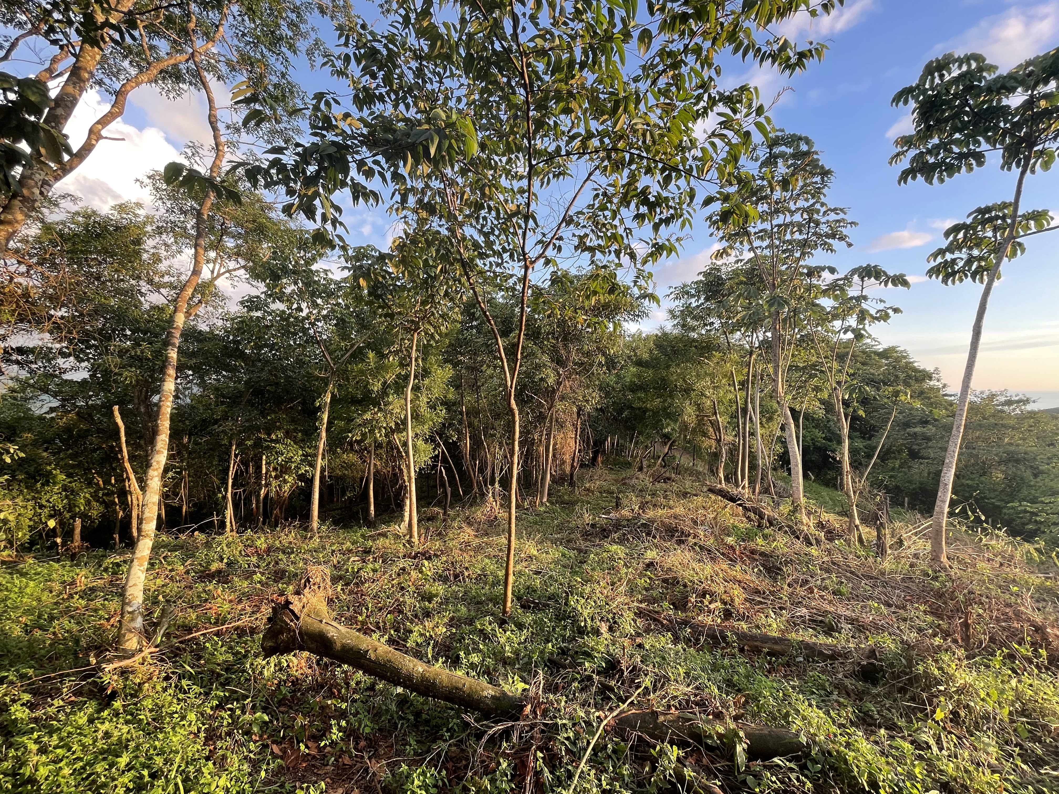 0 bed Land For Sale in Nosara, Guanacaste - thumb 5
