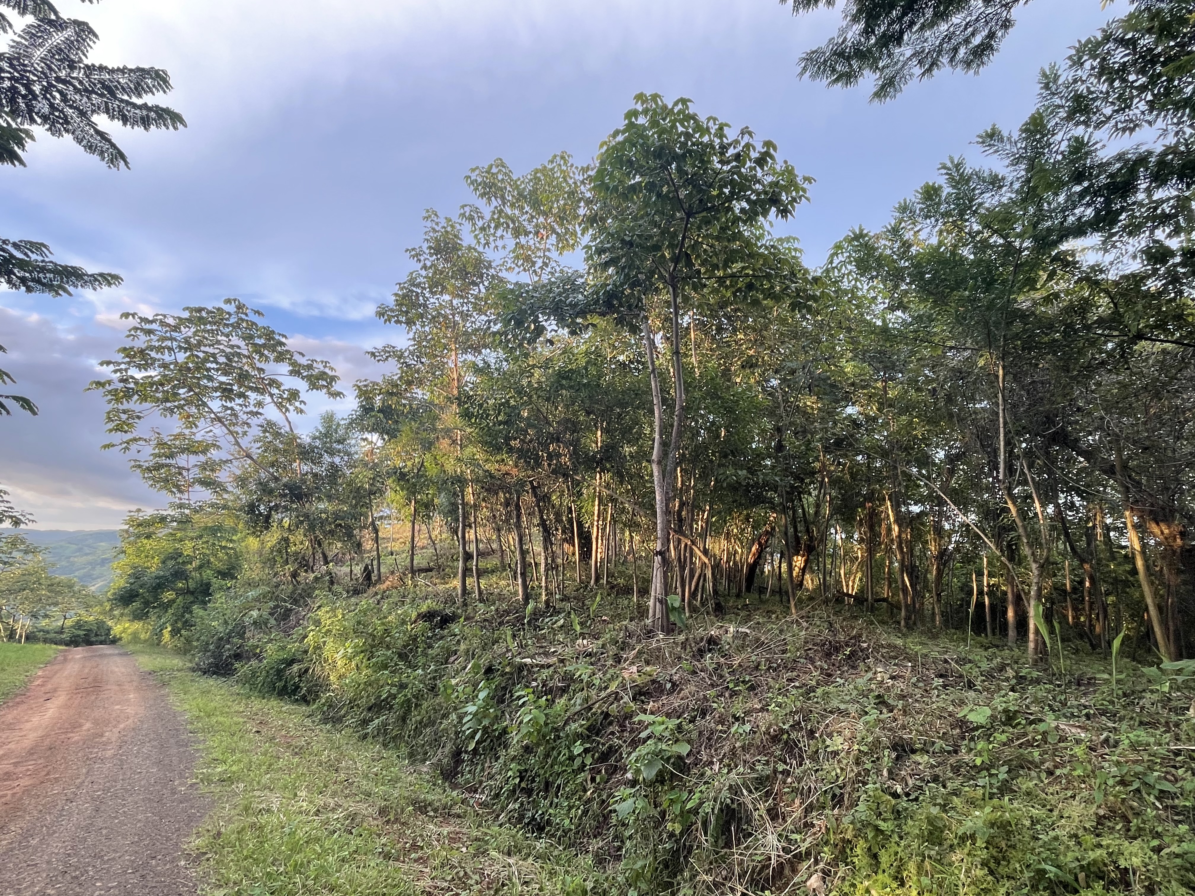0 bed Land For Sale in Nosara, Guanacaste - thumb 7