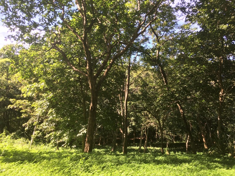 0 bed Land For Sale in Junquillal, Guanacaste - 1