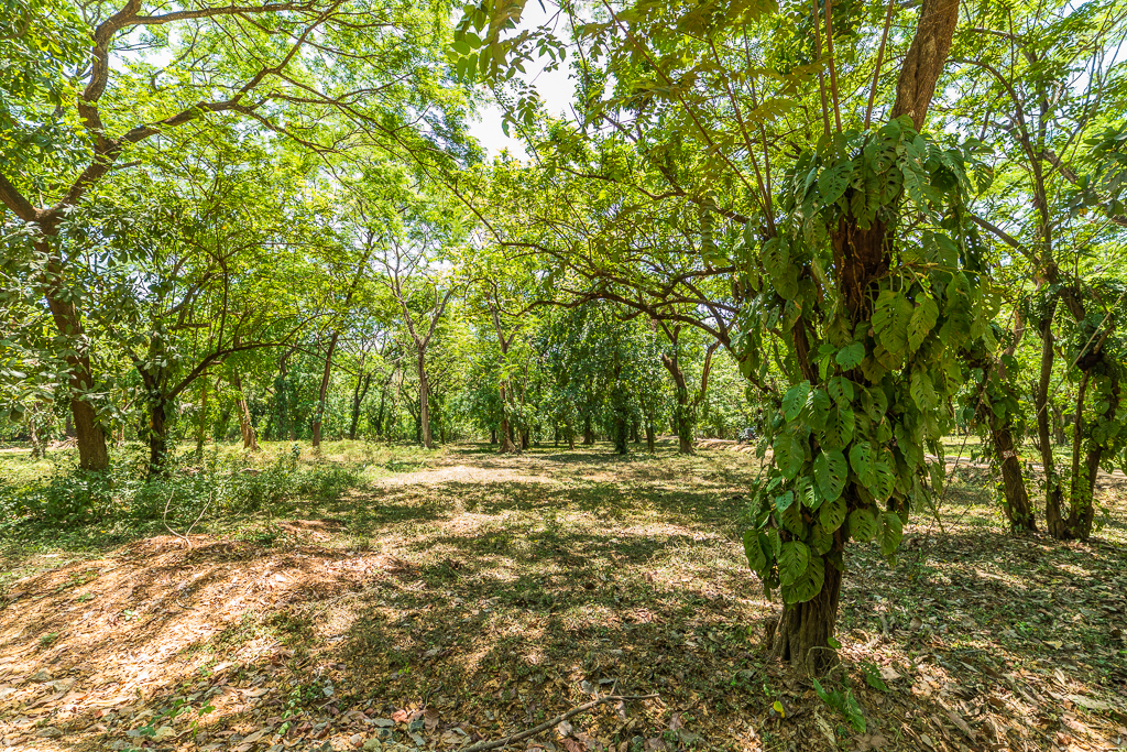 0 bed Land For Sale in Nosara, Guanacaste - thumb 3