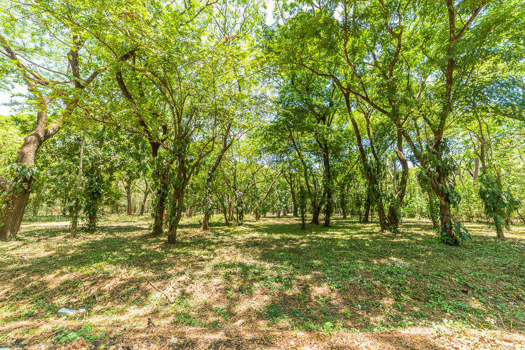 0 bed Land For Sale in Nosara, Guanacaste - thumb 8