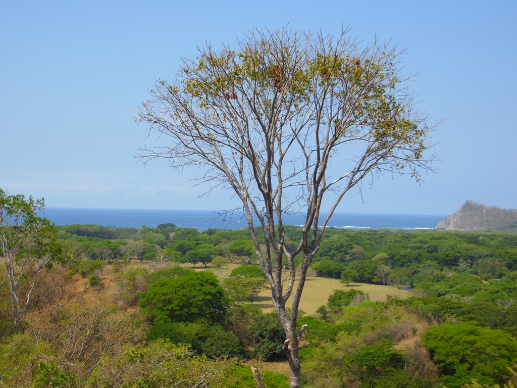 0 bed Land For Sale in Samara, Guanacaste - thumb 1