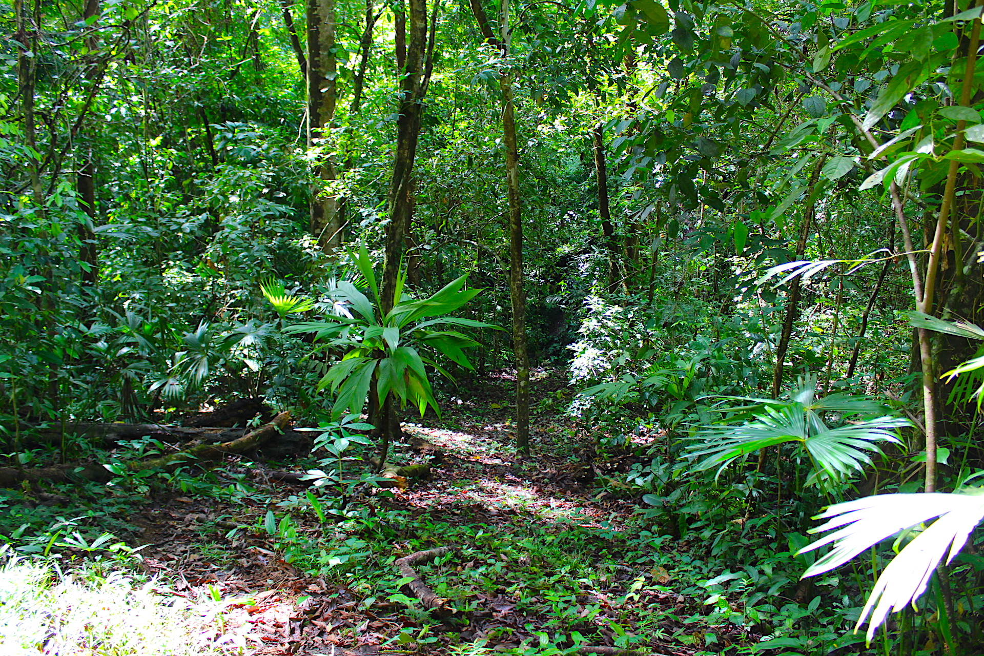 3 bed Single Family Homes For Sale in Dominical, Puntarenas - thumb 24