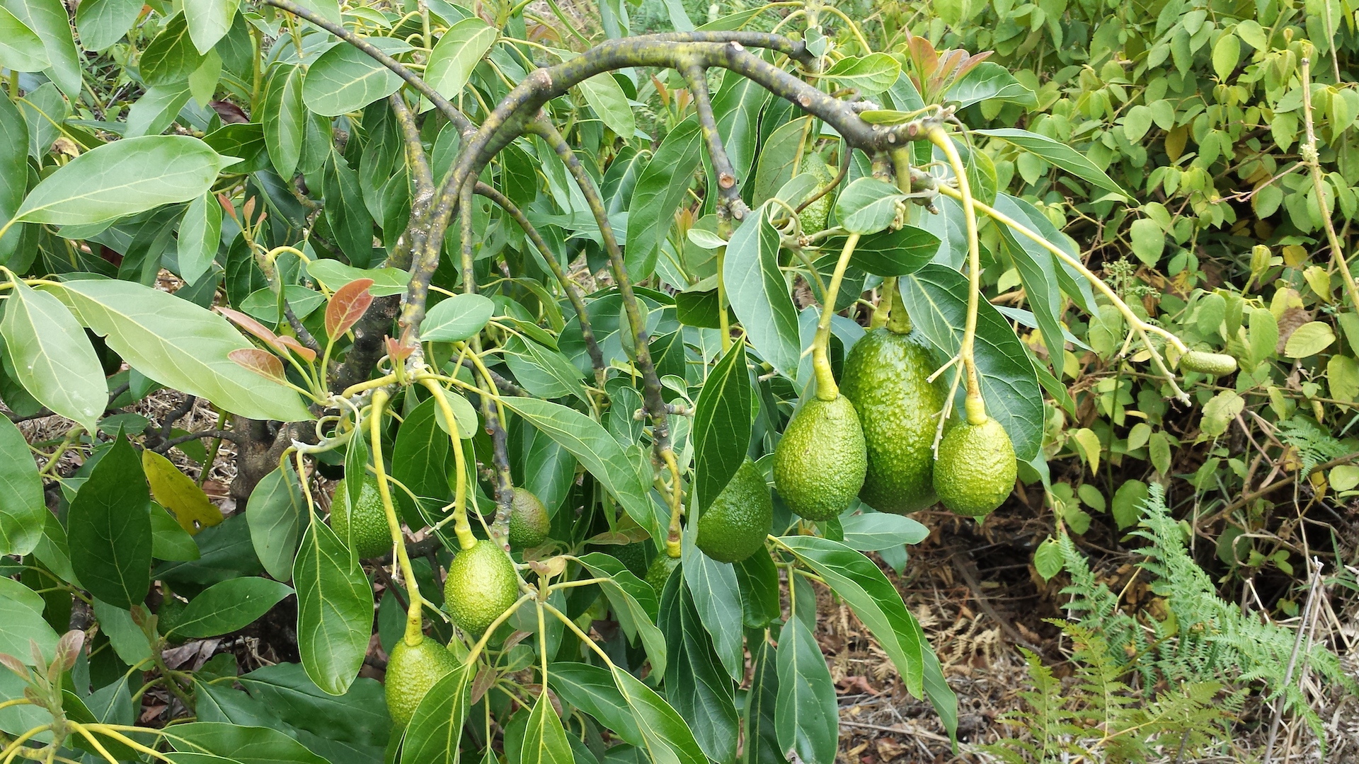 For Sale Coffee & Avocado Farm For Sale In Providencia With 360