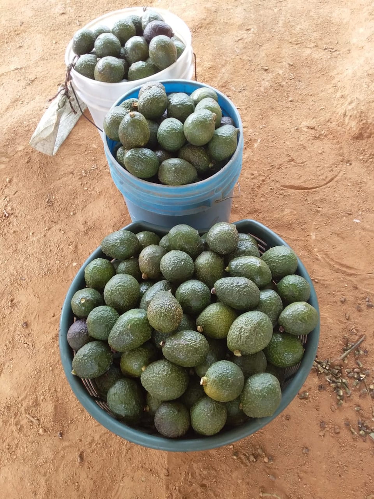 For Sale Coffee & Avocado Farm For Sale In Providencia With 360