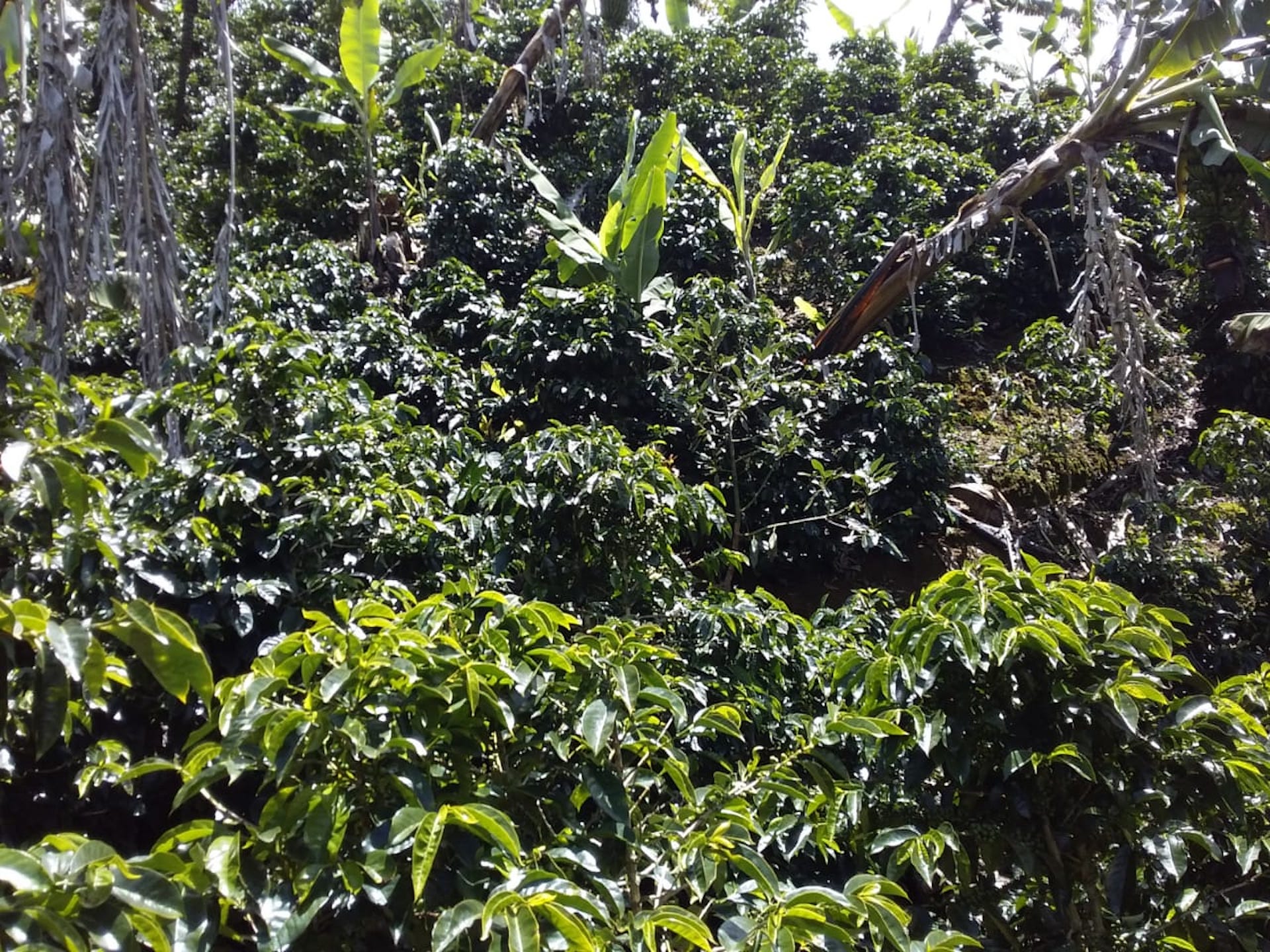 2 bed Land For Sale in San Jose, San Jose - thumb 4