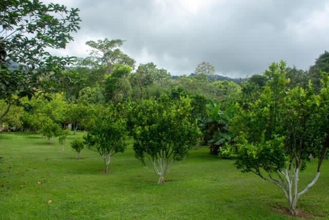 2 bed Single Family Homes For Sale in Atenas, Alajuela - thumb 15