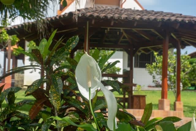 2 bed Single Family Homes For Sale in Atenas, Alajuela - thumb 17