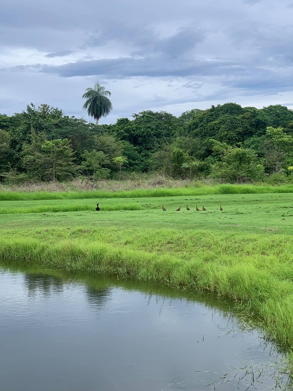 0 bed Land For Sale in San Blas, Guanacaste - thumb 5