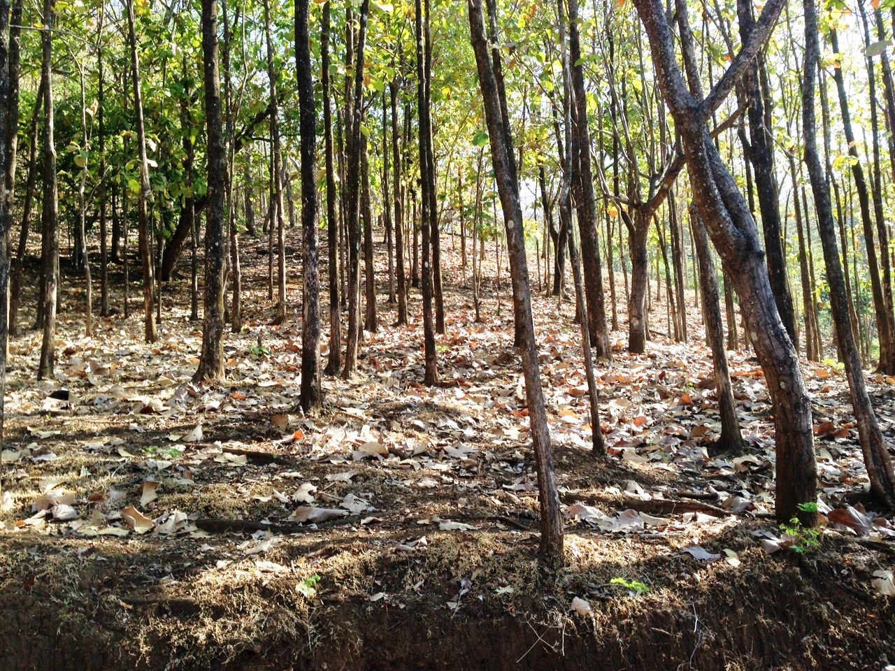 6 bed Hotel / Leisure For Sale in Tambor, Puntarenas - thumb 18