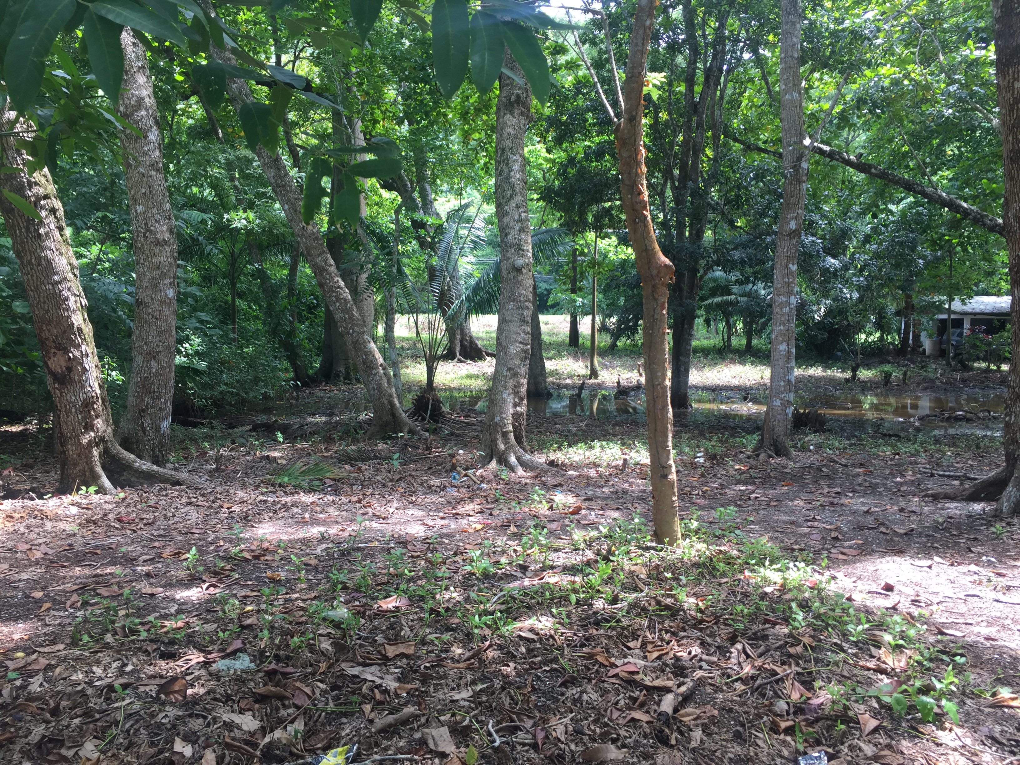 0 bed Land For Sale in Tambor, Puntarenas - thumb 2