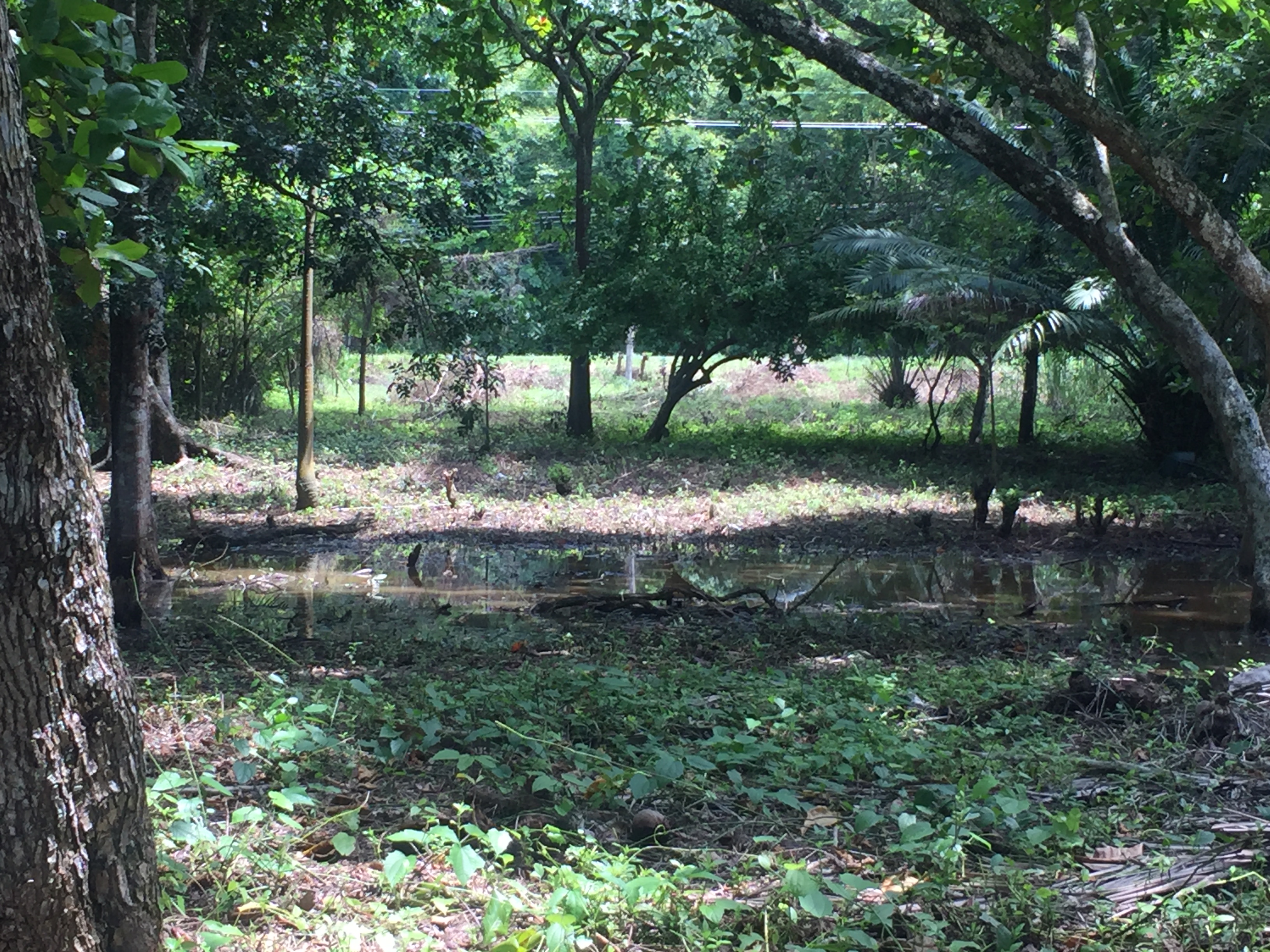 0 bed Land For Sale in Tambor, Puntarenas - thumb 3