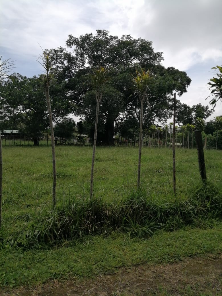 0 bed Land For Sale in Atenas, Alajuela - thumb 18