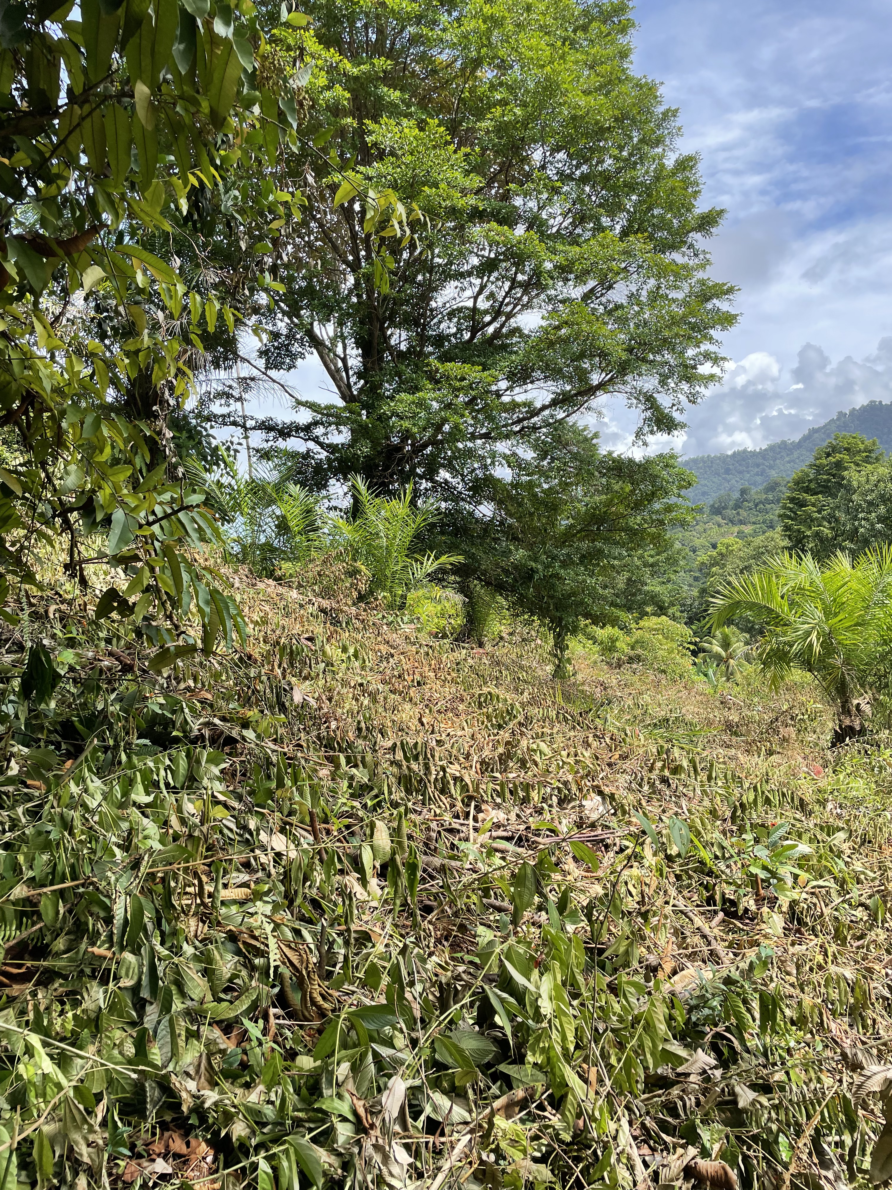 0 bed Land For Sale in Ojochal, Puntarenas - thumb 7